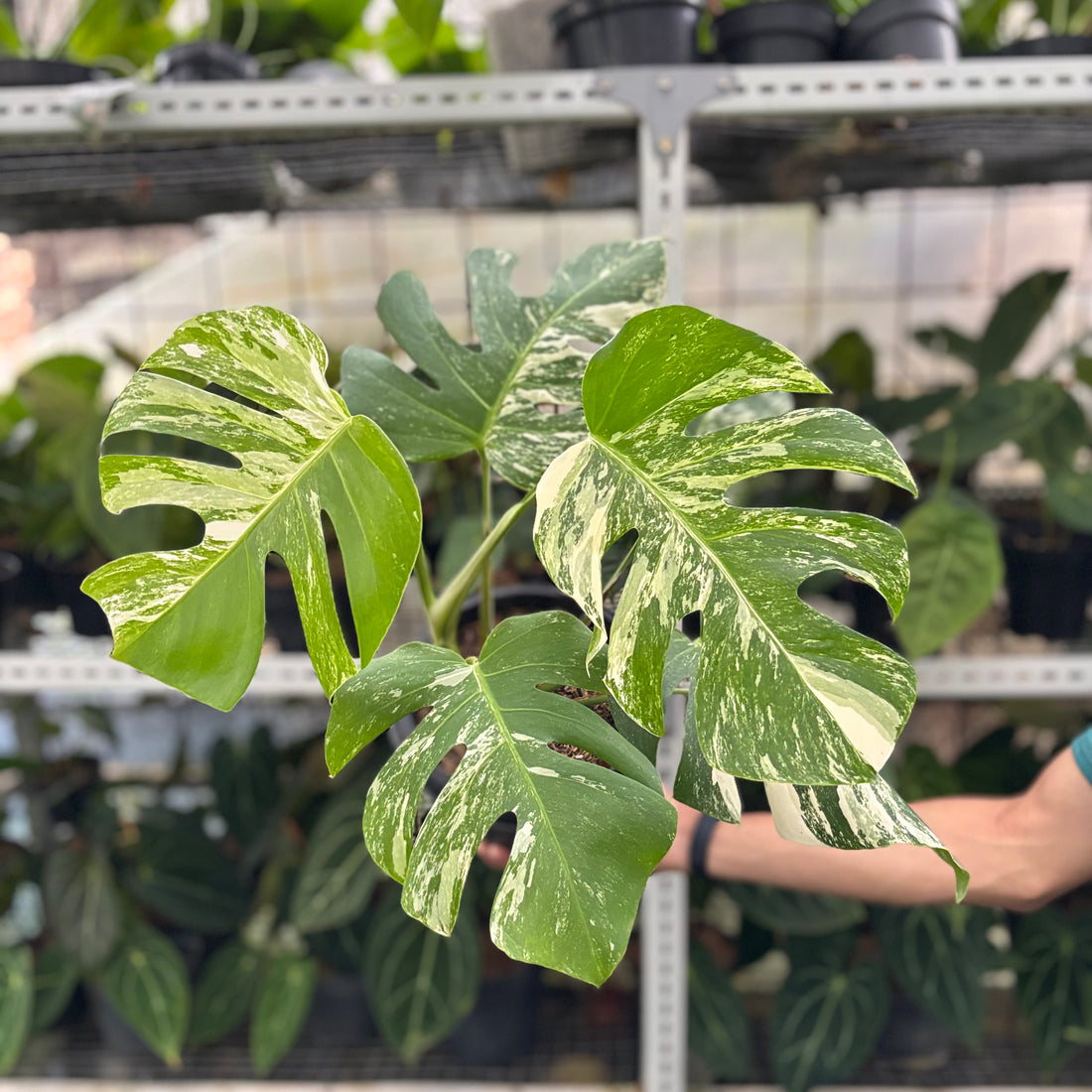 RP14-10 Monstera Albo Variegated