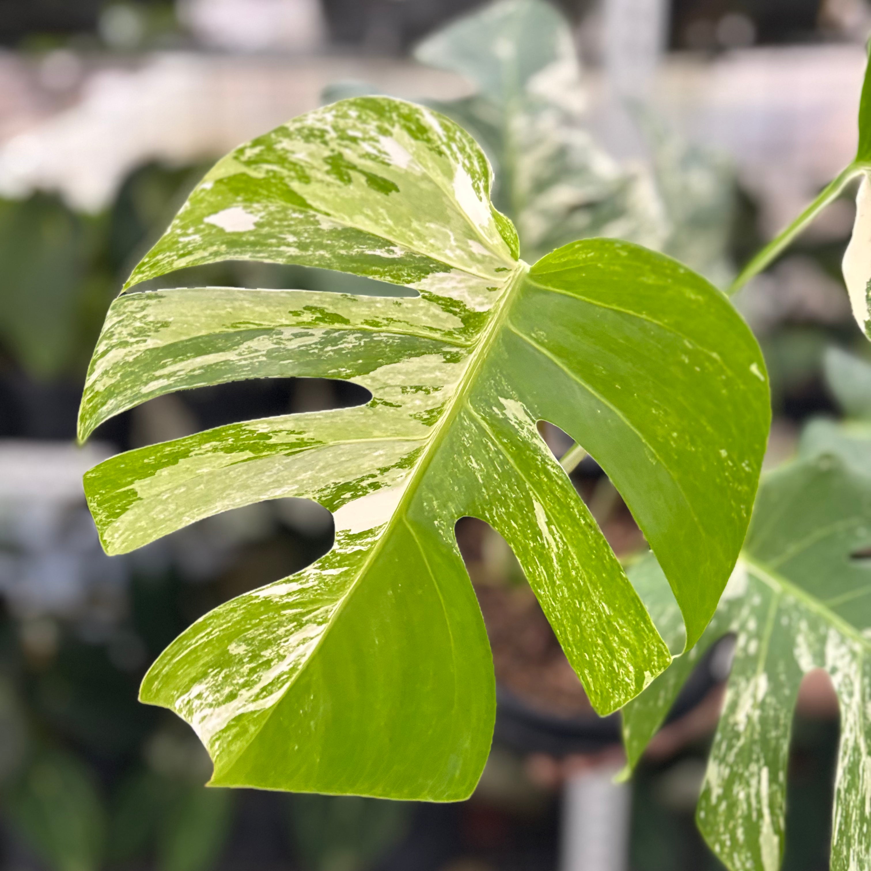 RP14-10 Monstera Albo Variegated