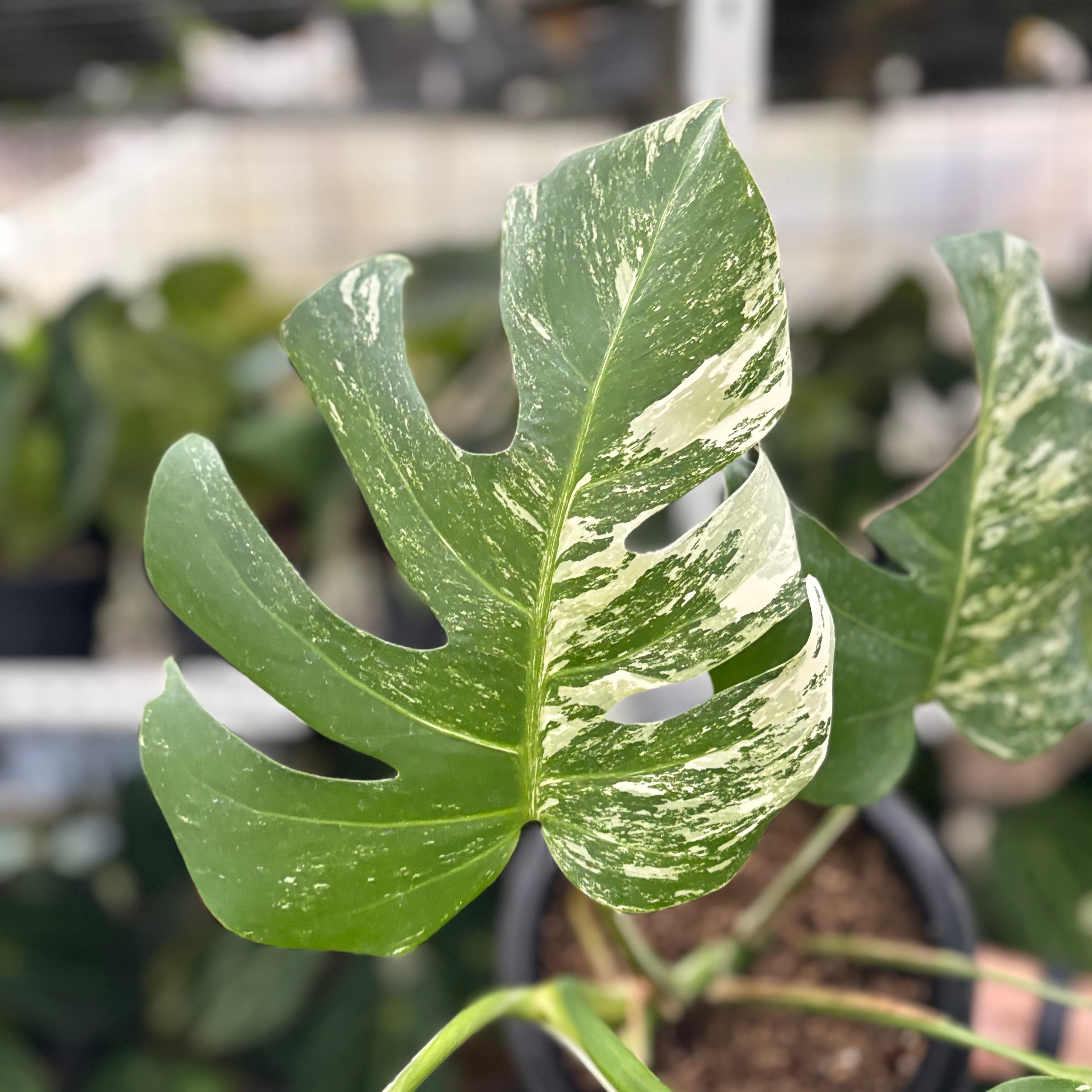 RP14-10 Monstera Albo Variegated