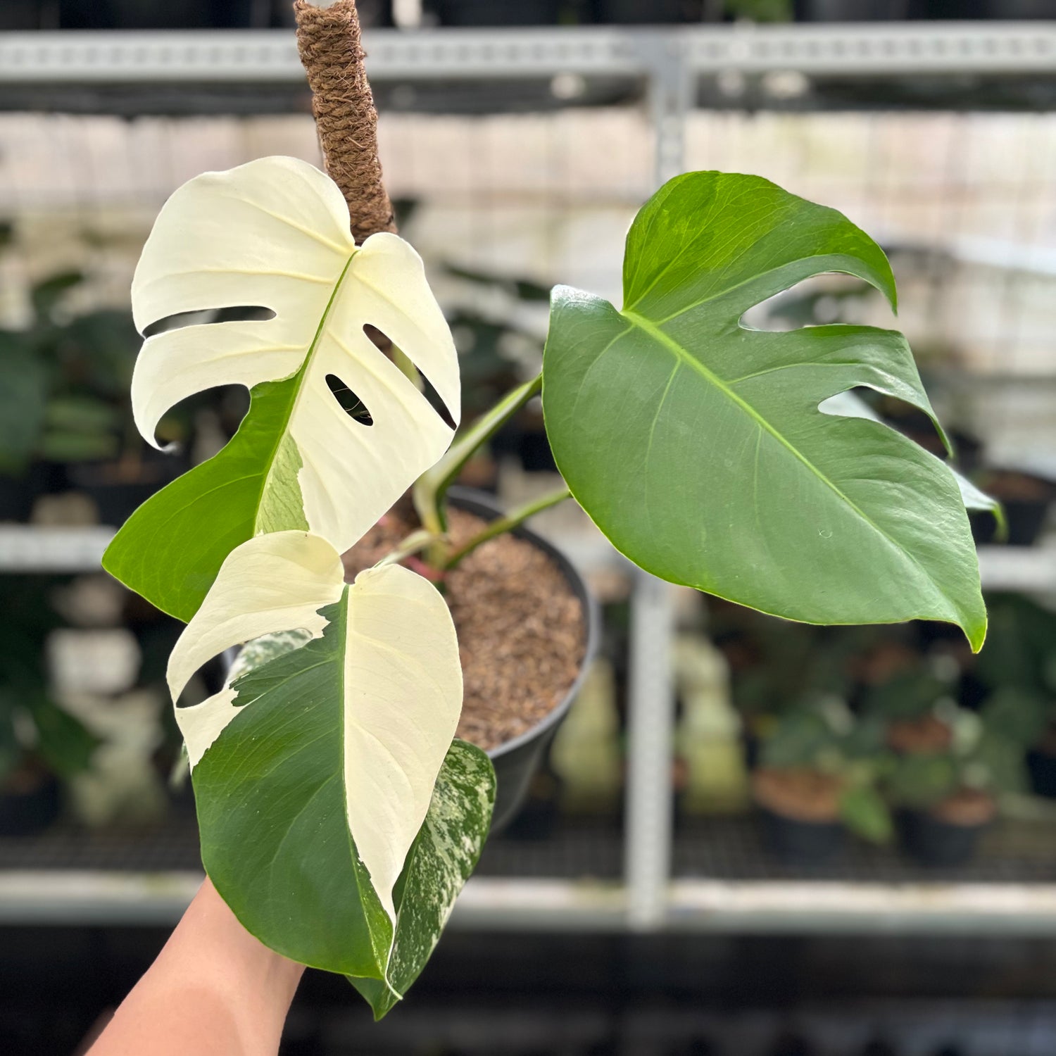 RP18-10 Monstera Albo Variegated