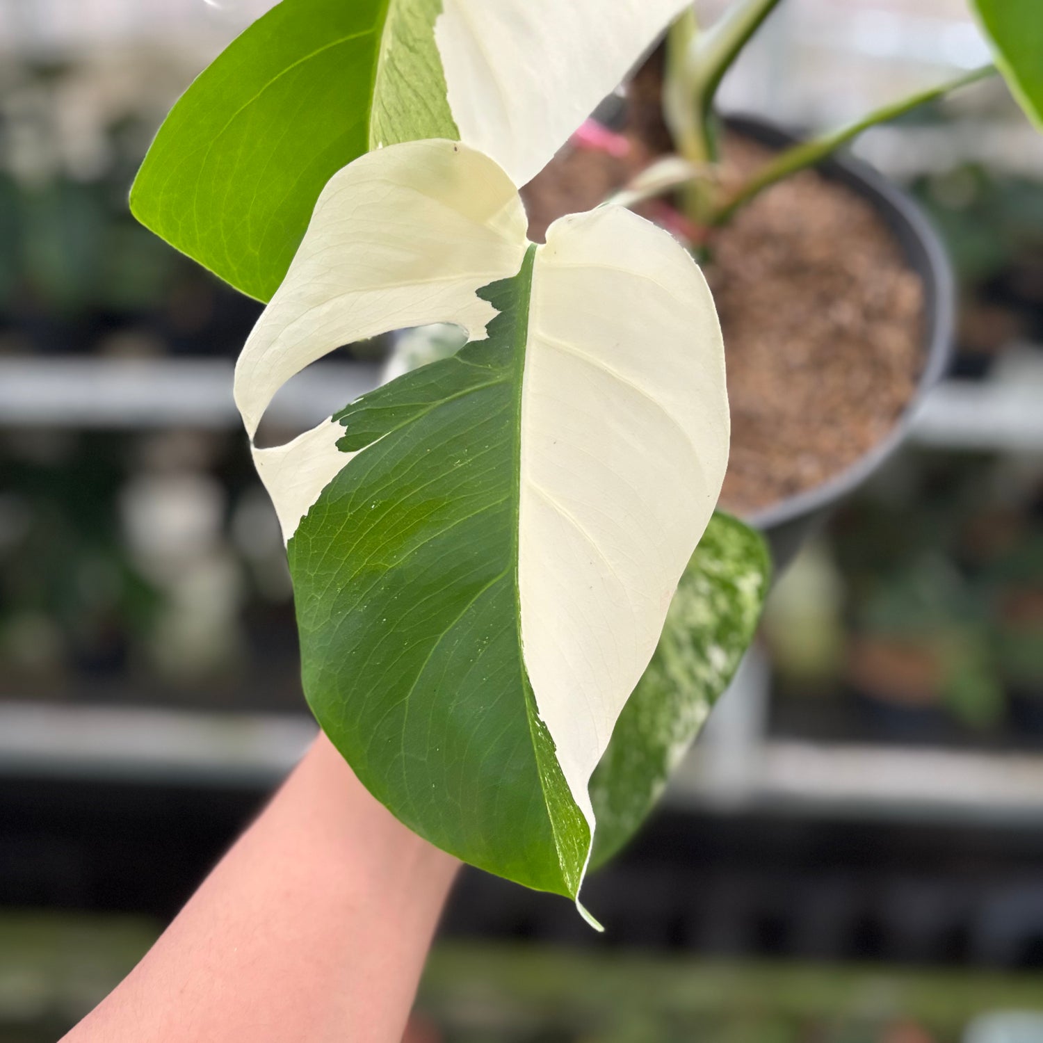 RP18-10 Monstera Albo Variegated