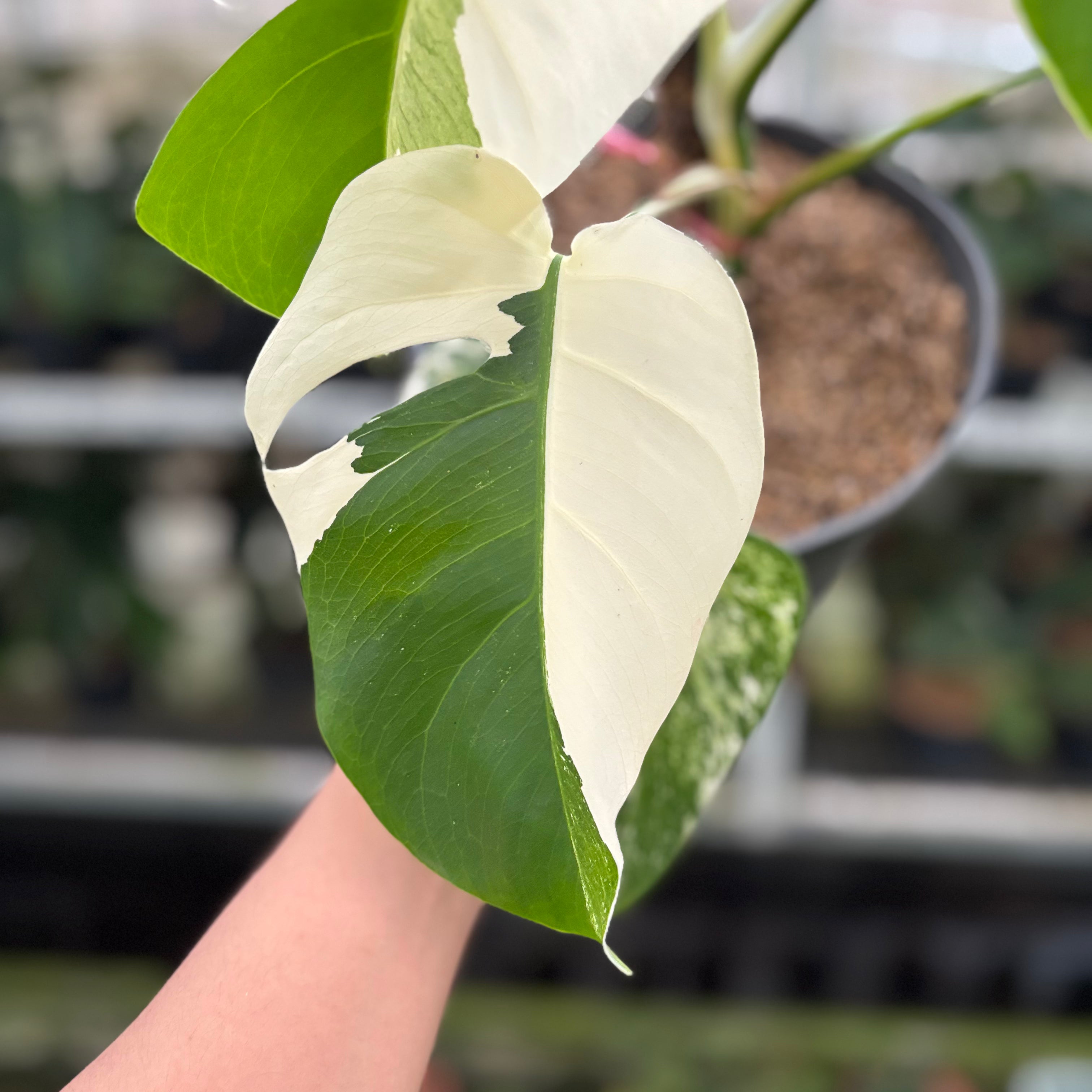 RP18-10 Monstera Albo Variegated