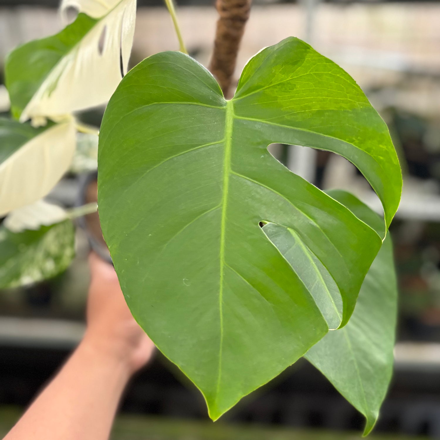 RP18-10 Monstera Albo Variegated