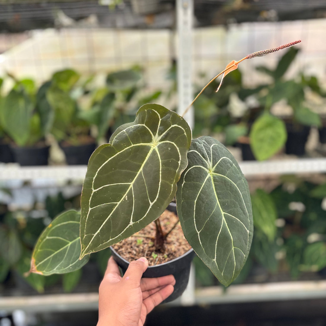 RP19-10 Anthurium Forgetti x AOS