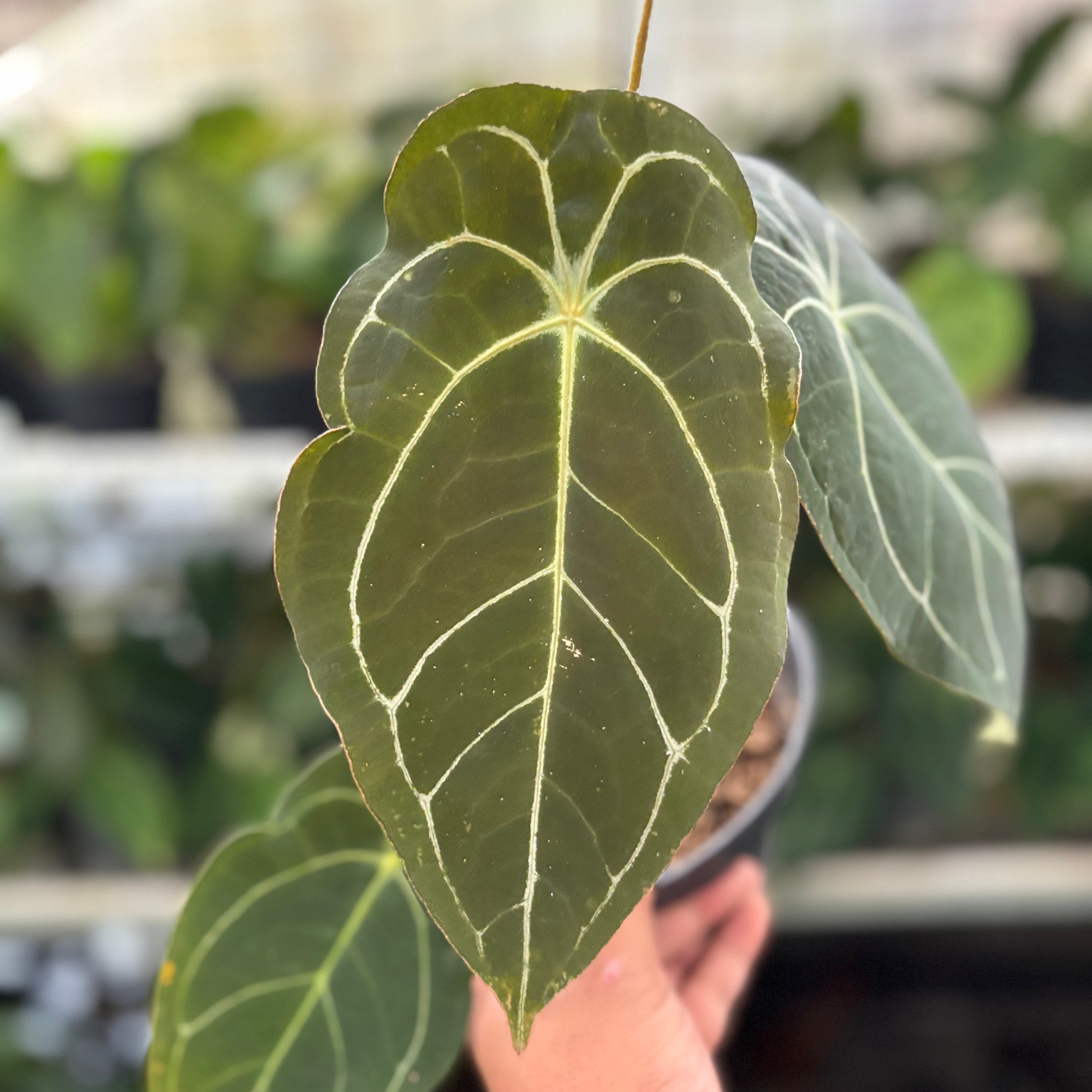 RP19-10 Anthurium Forgetti x AOS