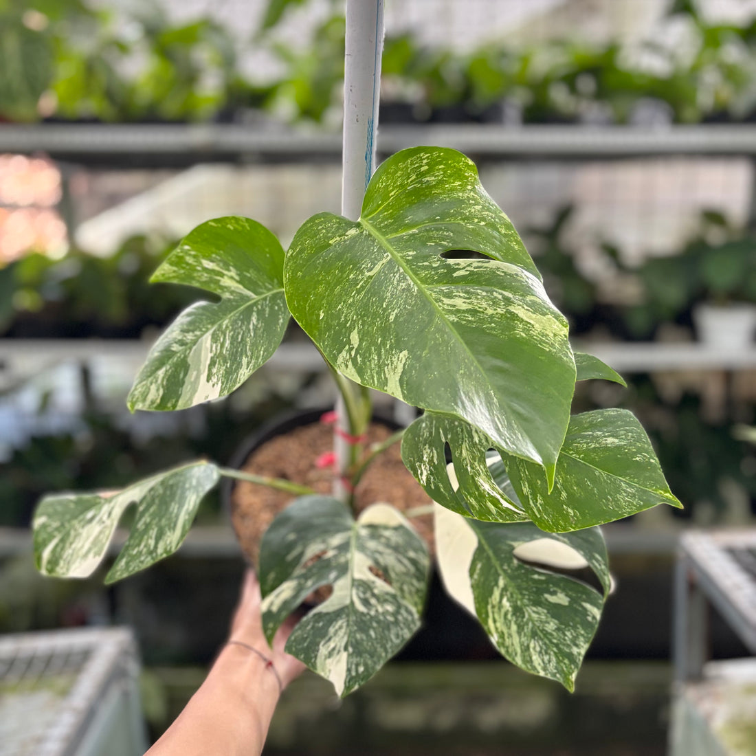 RP20-10	Monstera Albo Variegated