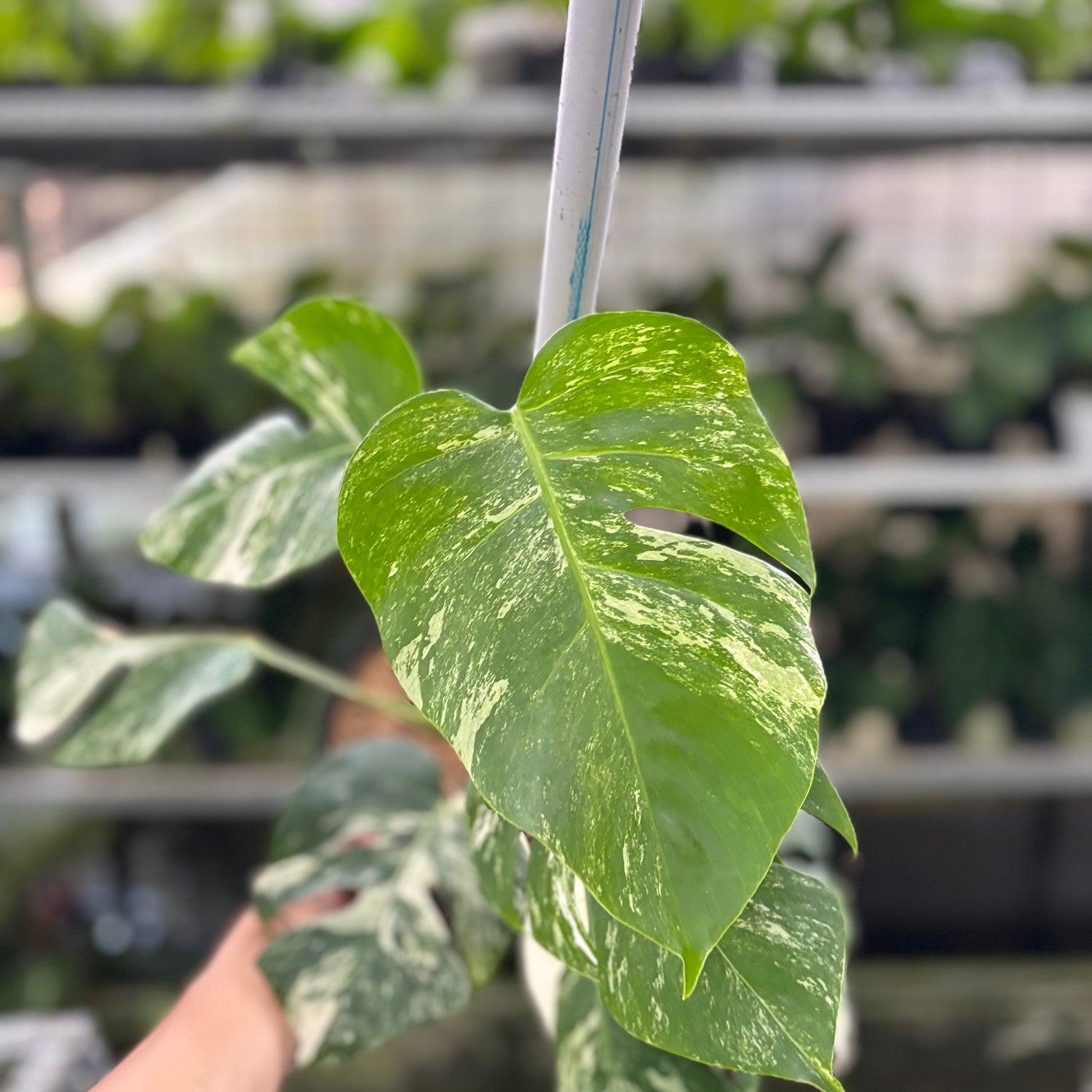 RP20-10	Monstera Albo Variegated