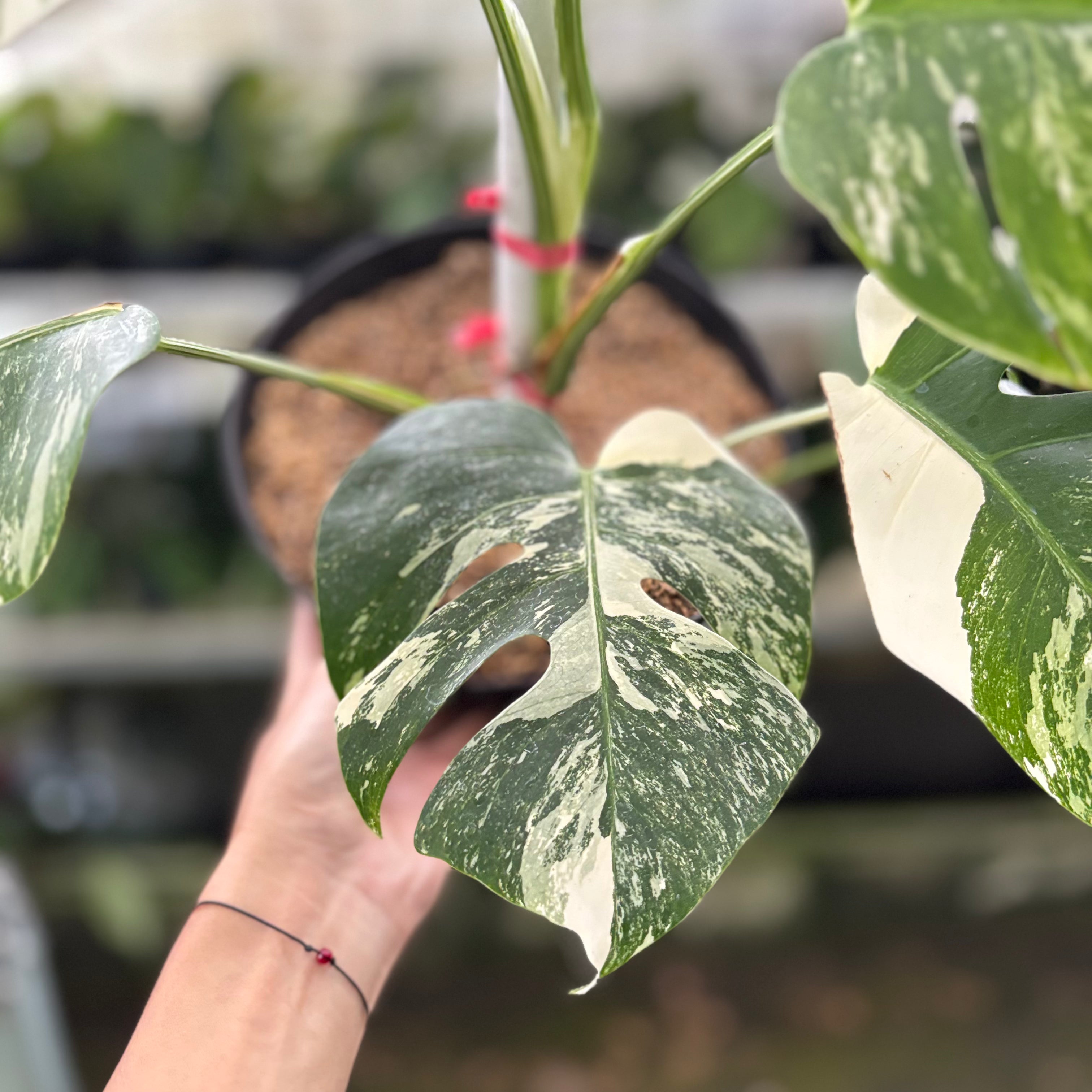 RP20-10	Monstera Albo Variegated
