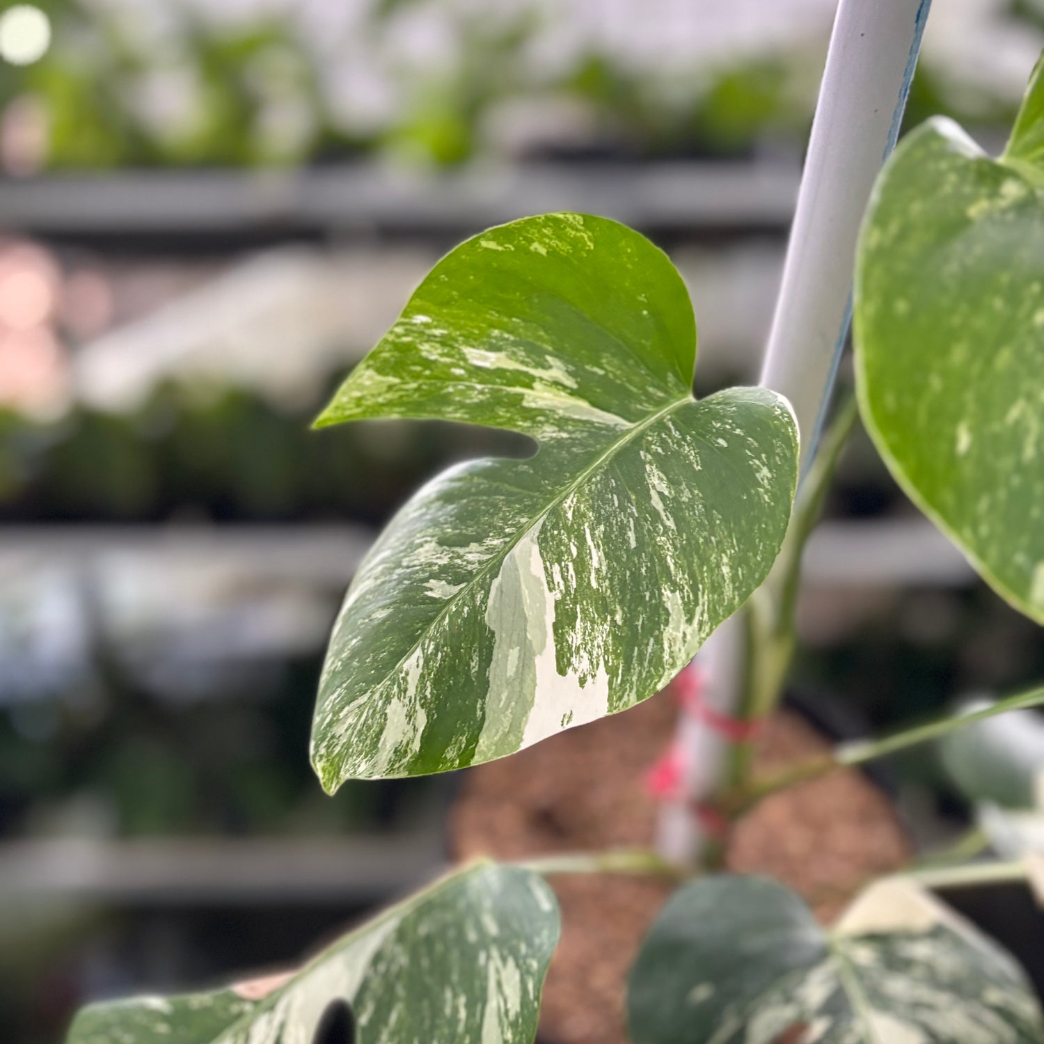 RP20-10	Monstera Albo Variegated