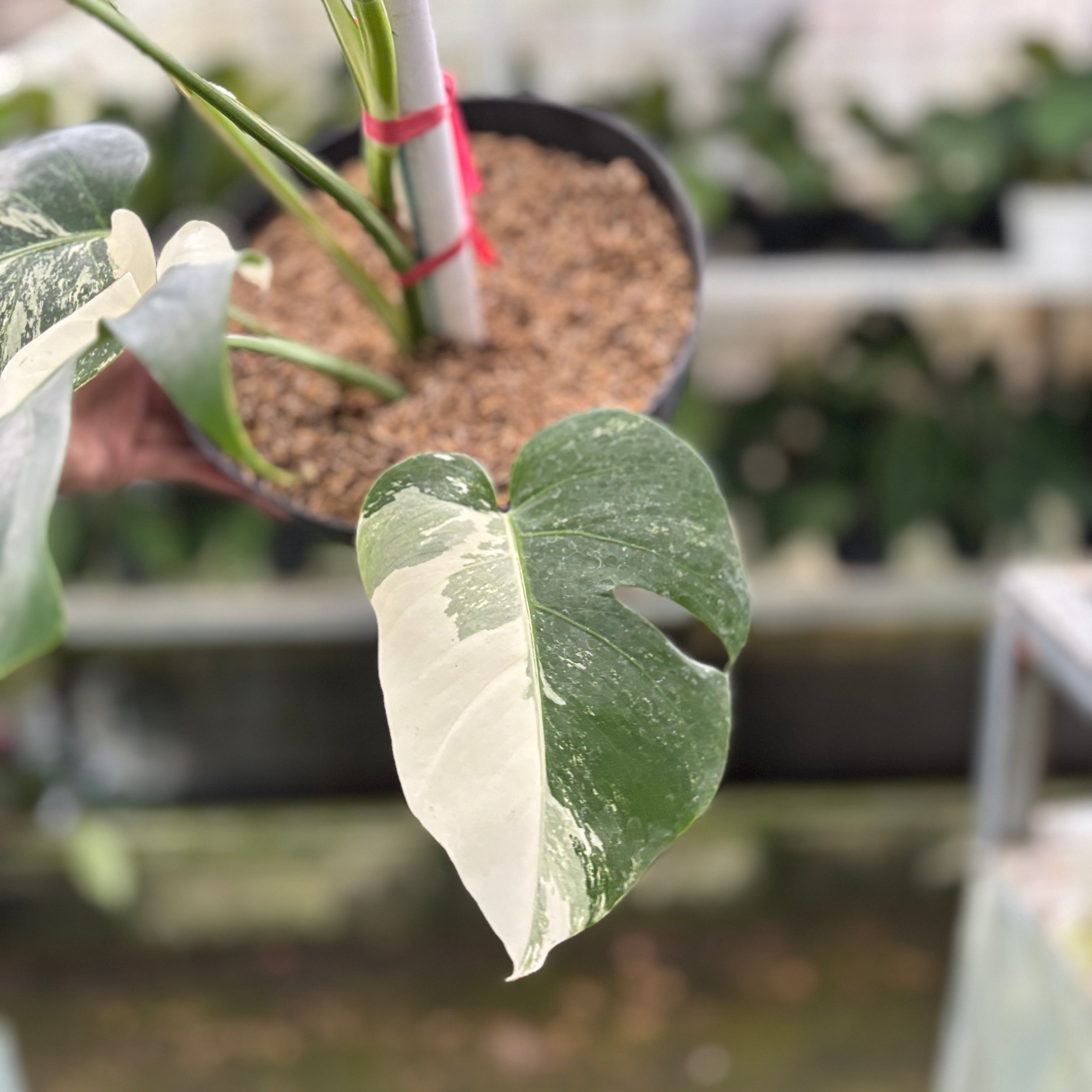 RP20-10	Monstera Albo Variegated