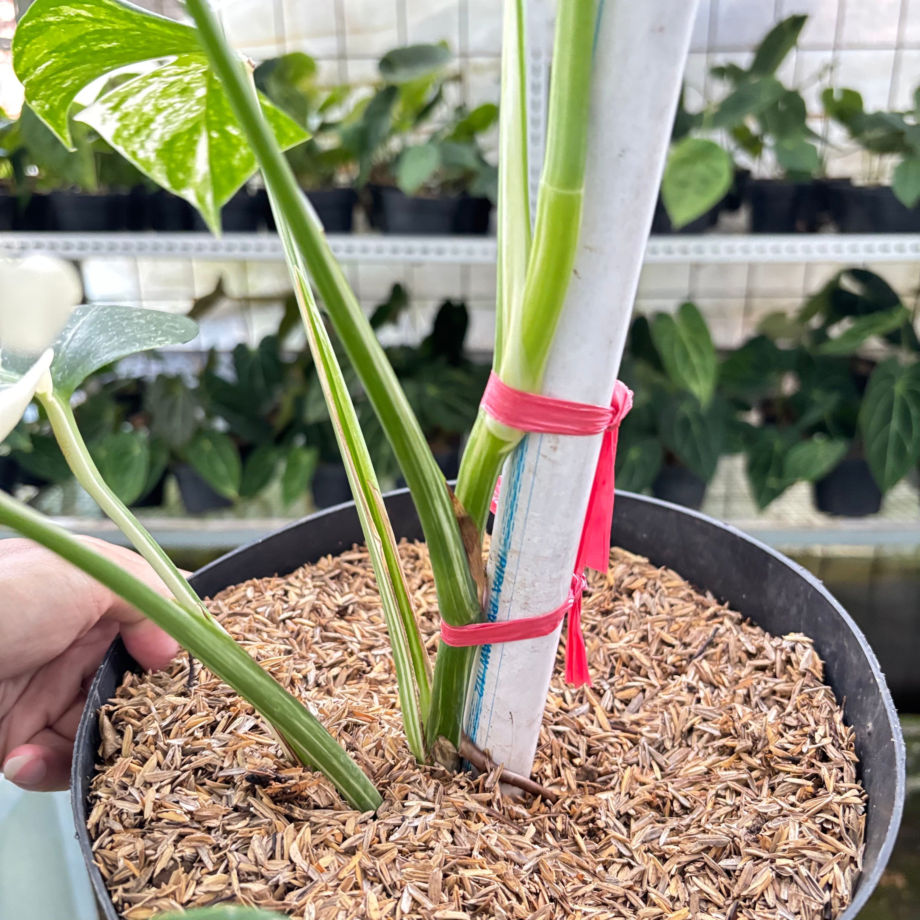 RP20-10	Monstera Albo Variegated