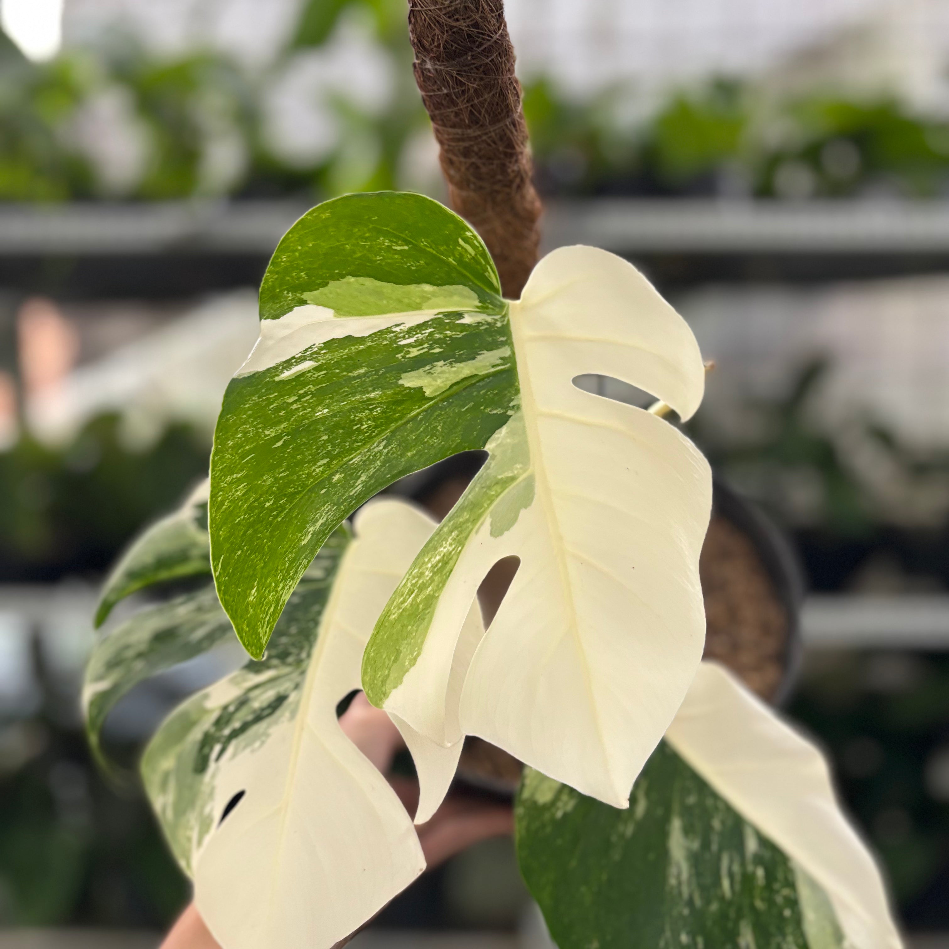 RP24-10 Monstera Albo Variegated