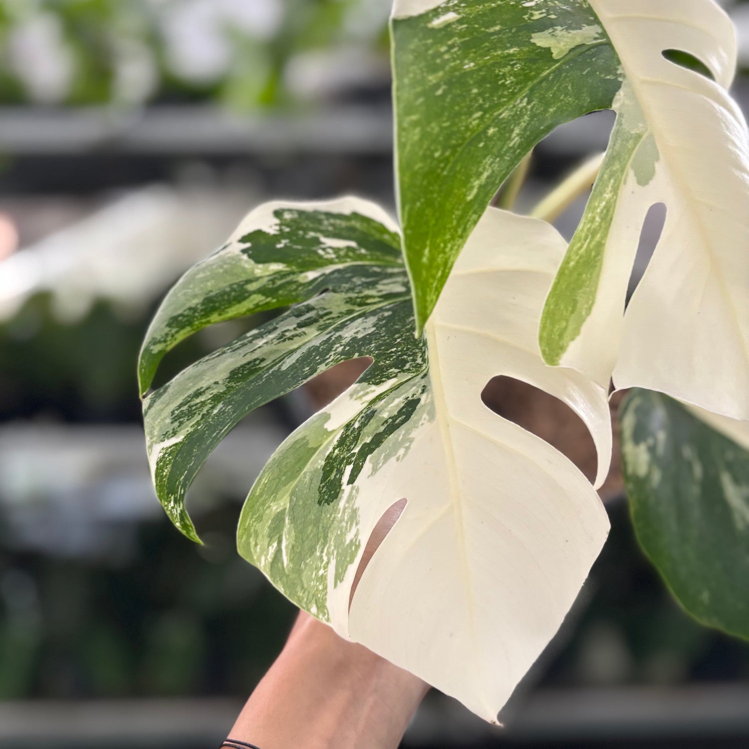 RP24-10 Monstera Albo Variegated