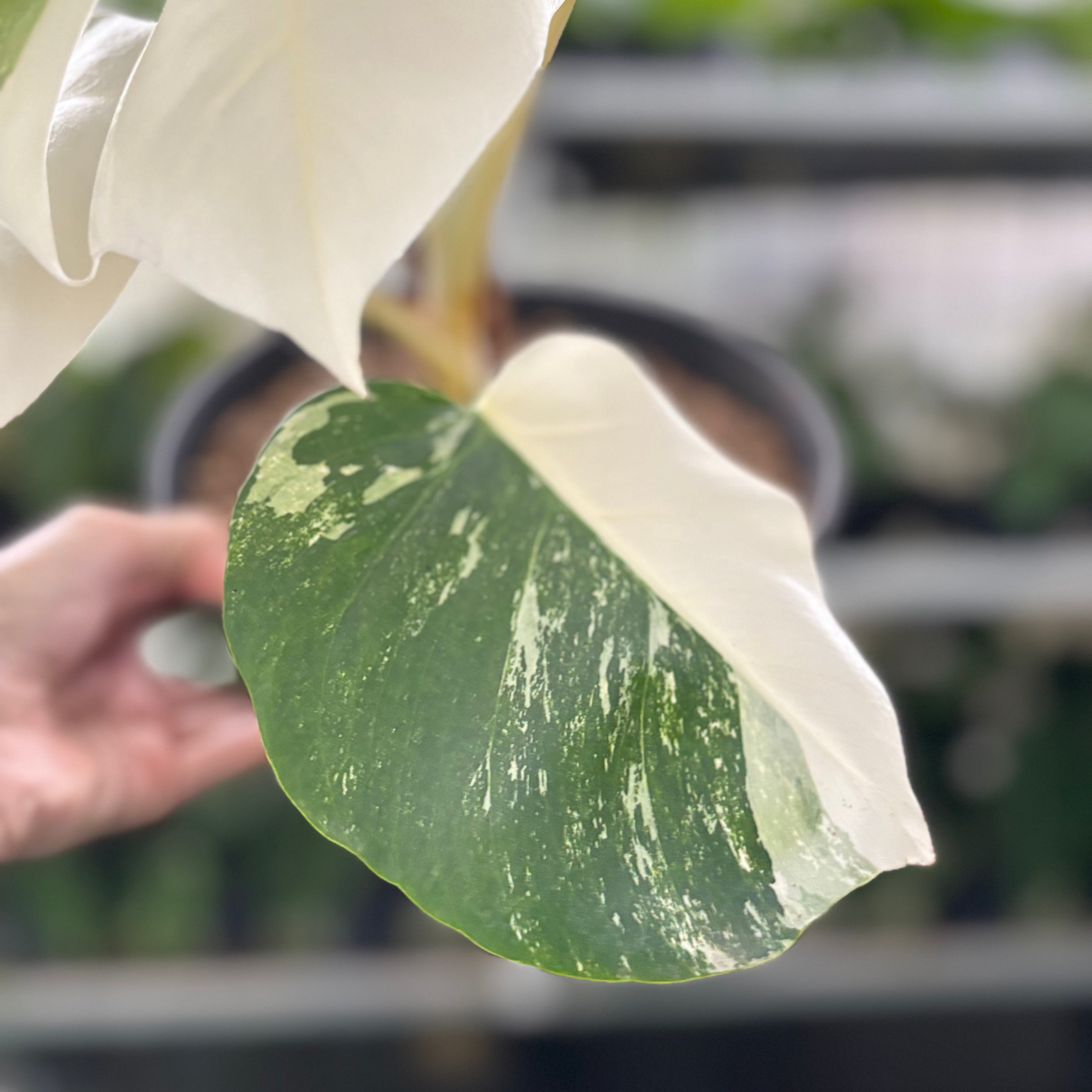 RP24-10 Monstera Albo Variegated