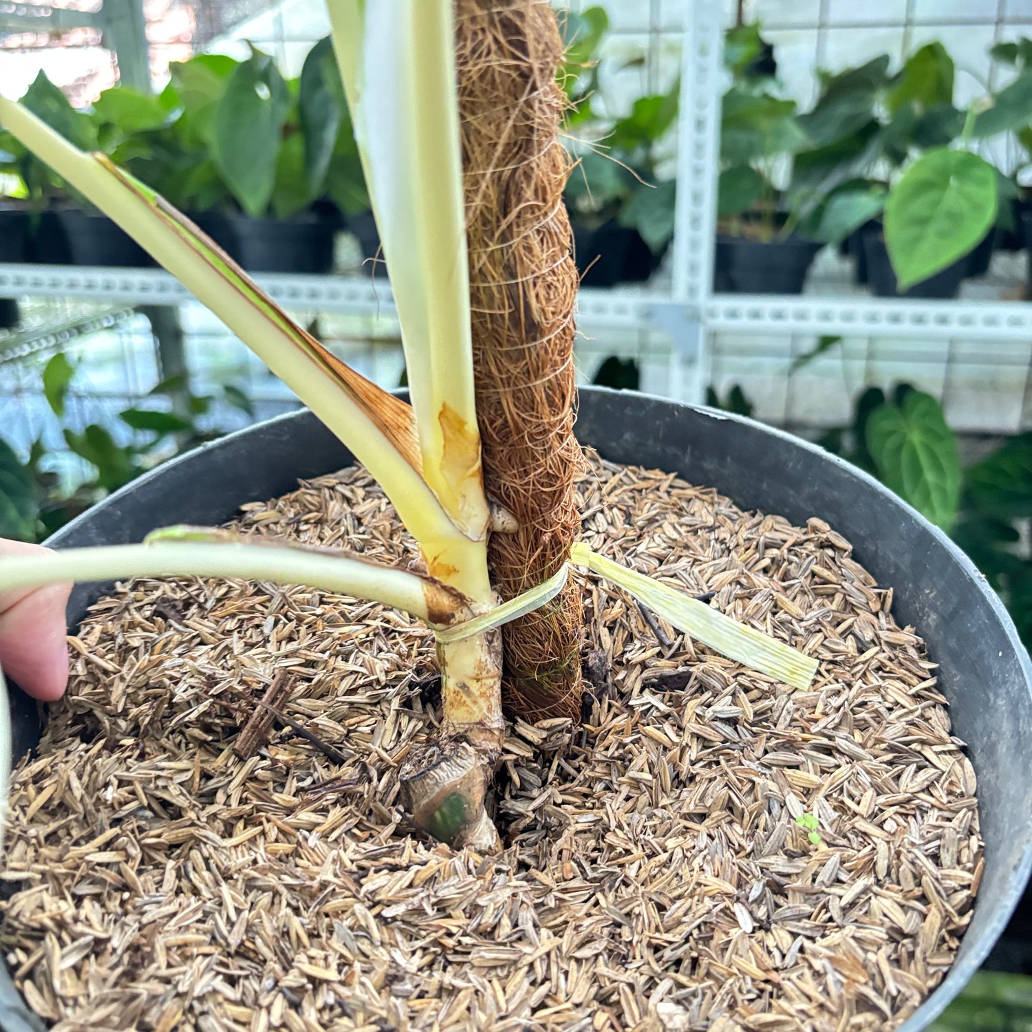 RP24-10 Monstera Albo Variegated