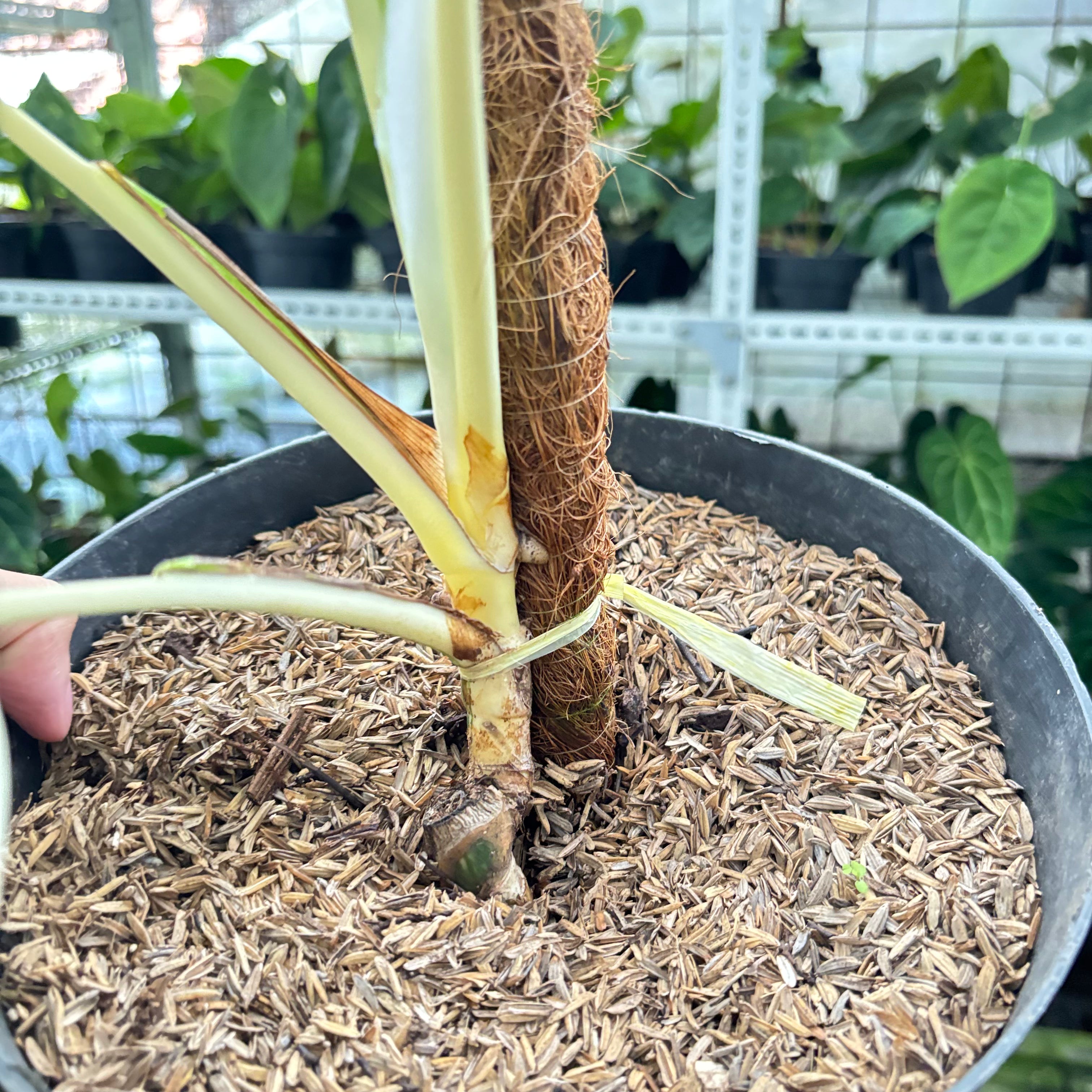 RP24-10 Monstera Albo Variegated