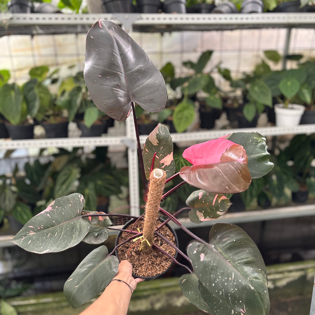 RP25-10 Philodendron Pink Princes Black Cherry