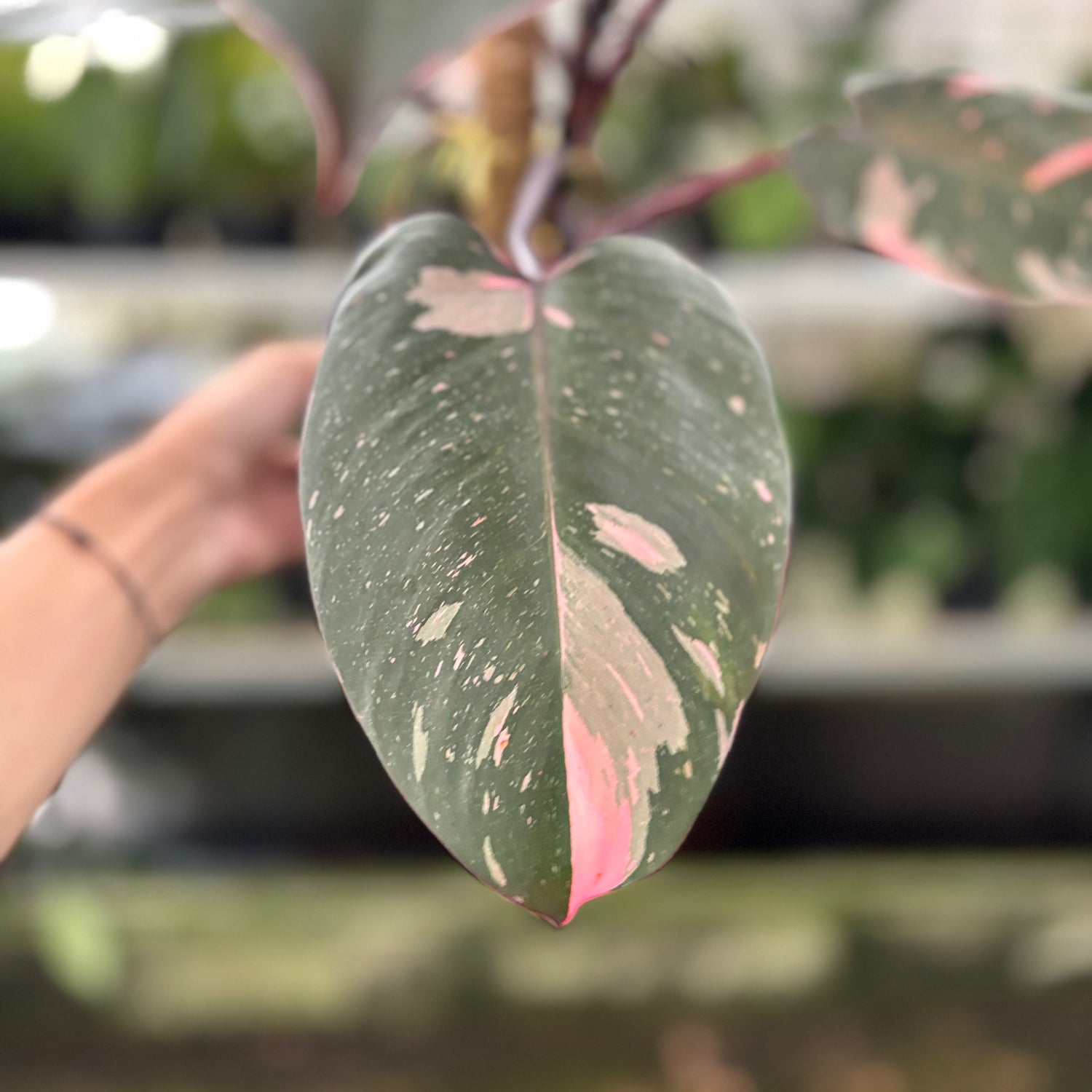 RP25-10 Philodendron Pink Princes Black Cherry