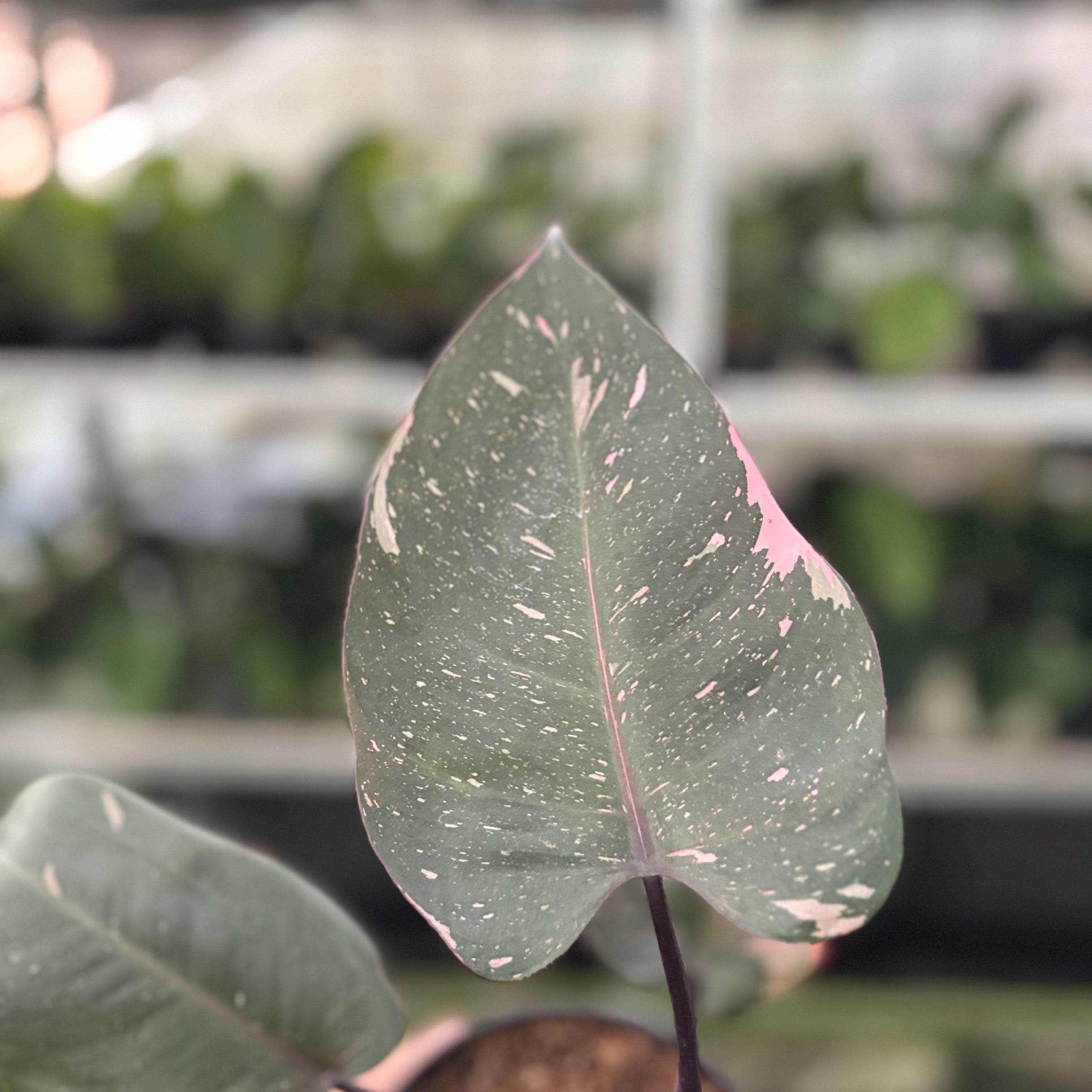 RP25-10 Philodendron Pink Princes Black Cherry