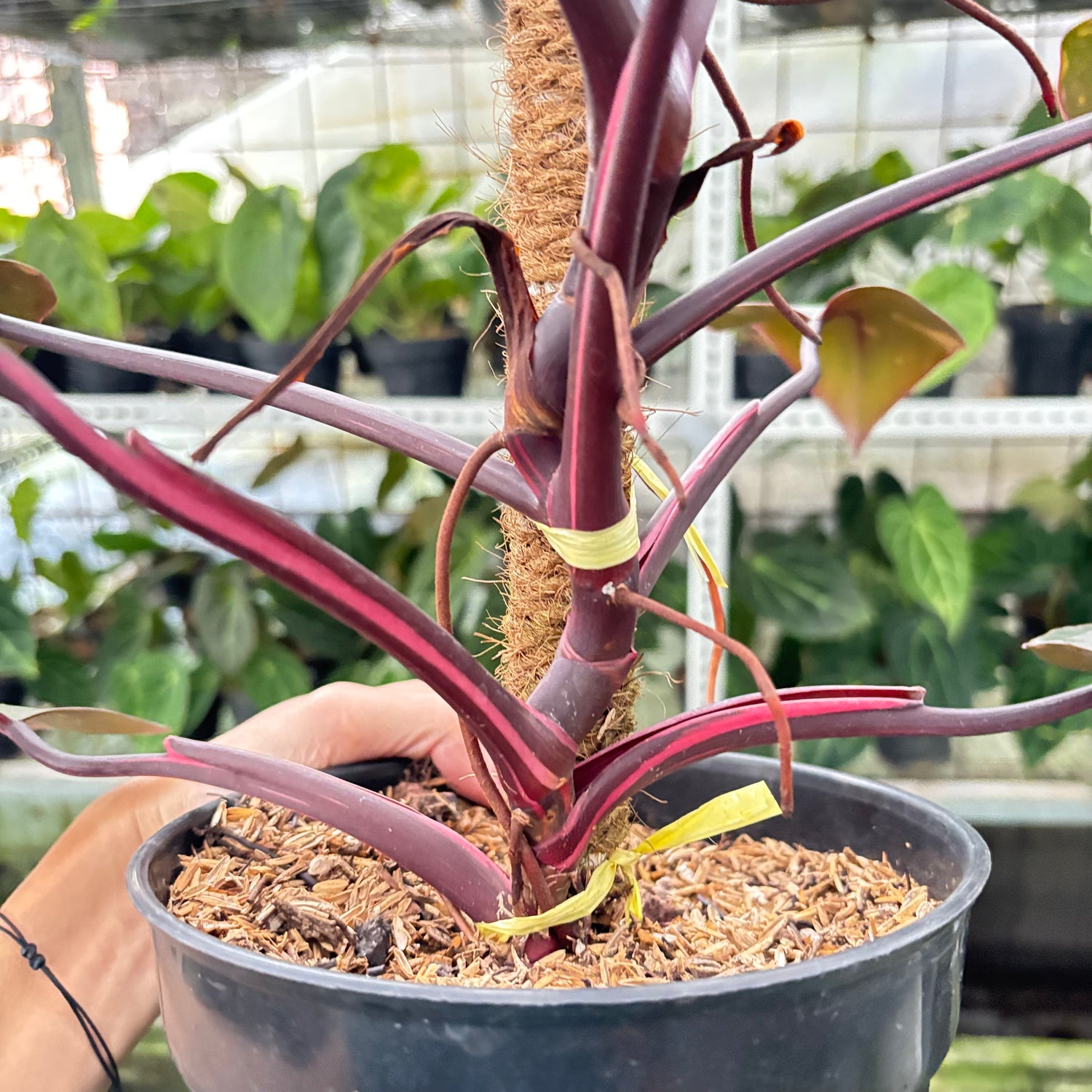 RP25-10 Philodendron Pink Princes Black Cherry