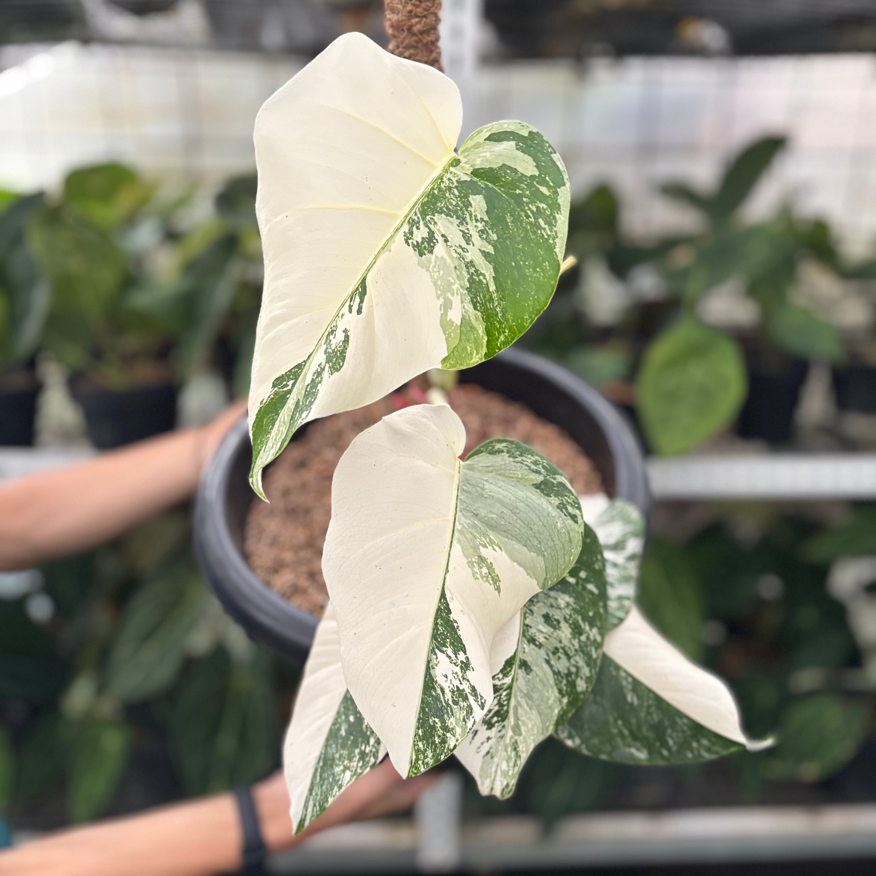 RP26-10	Monstera Albo White Tiger