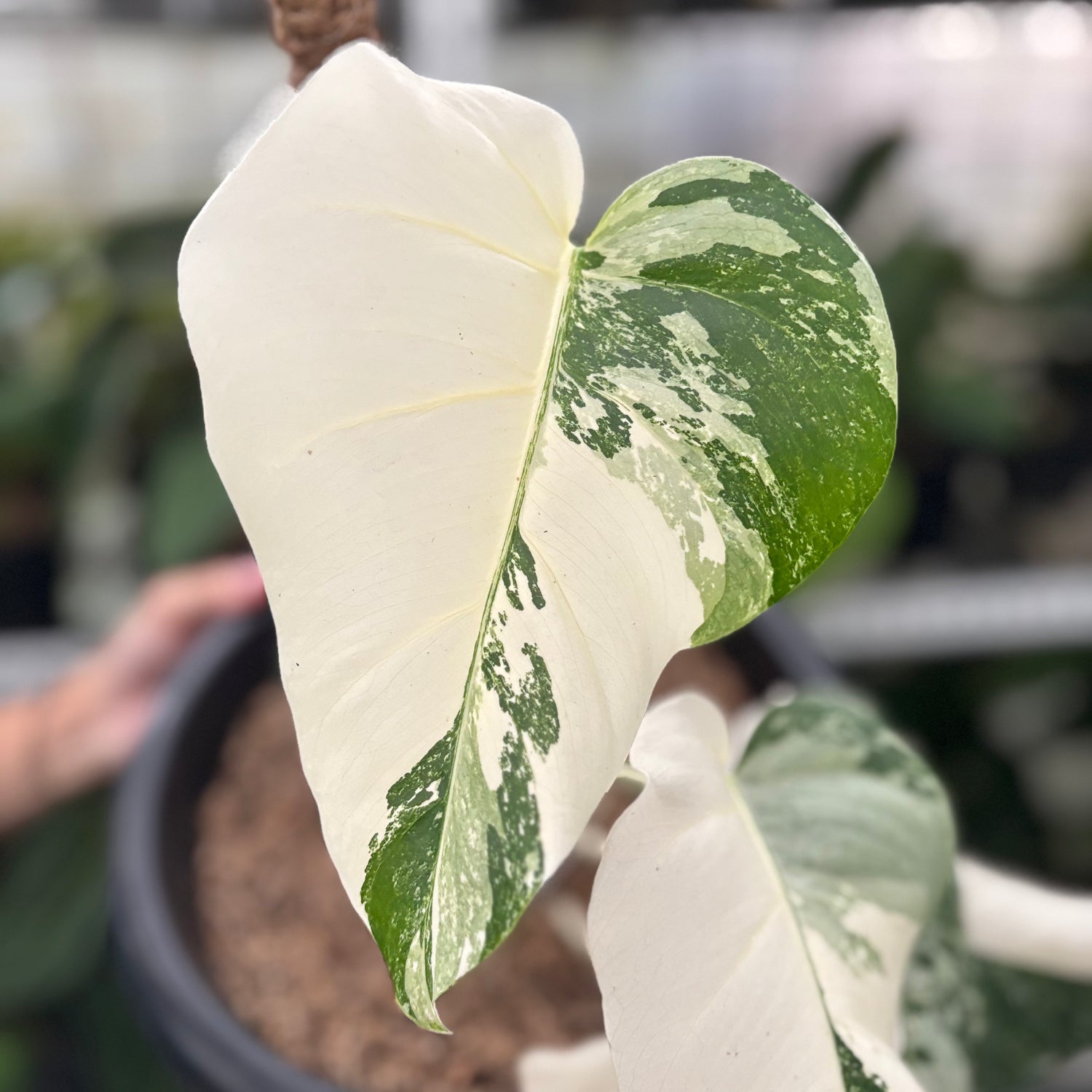 RP26-10	Monstera Albo White Tiger