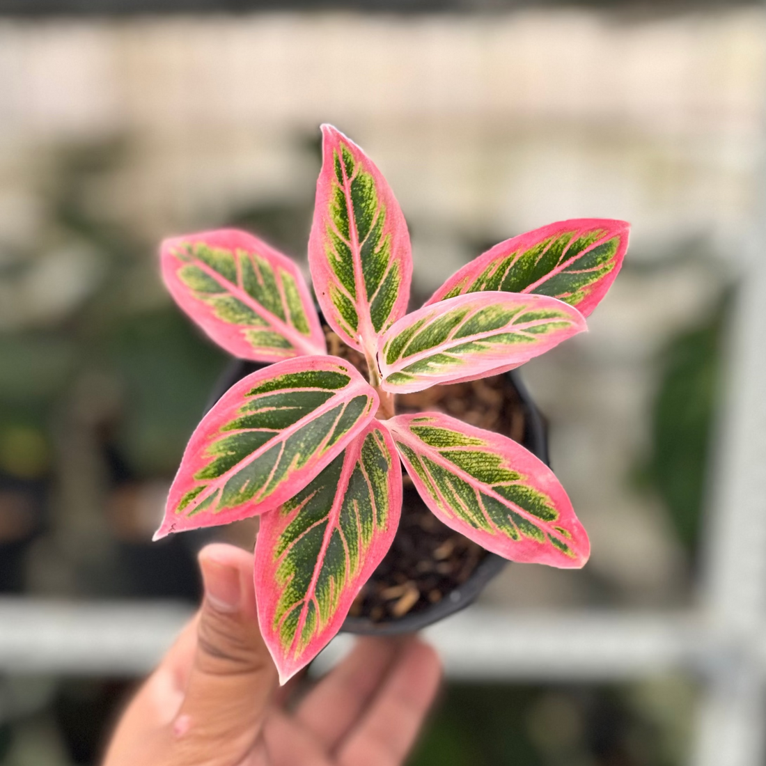 RP27-10 Aglaonema Lotus Delight