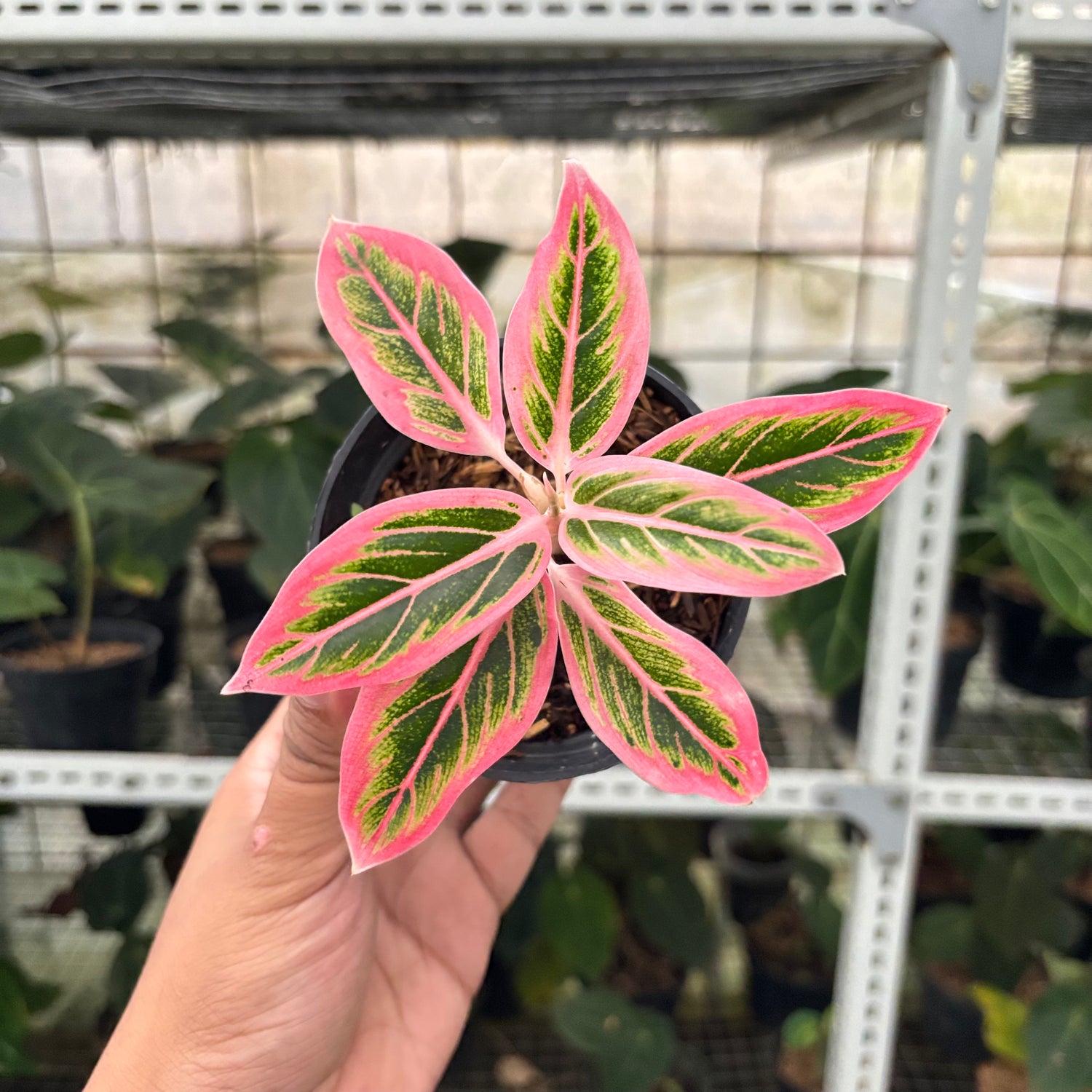 RP27-10 Aglaonema Lotus Delight