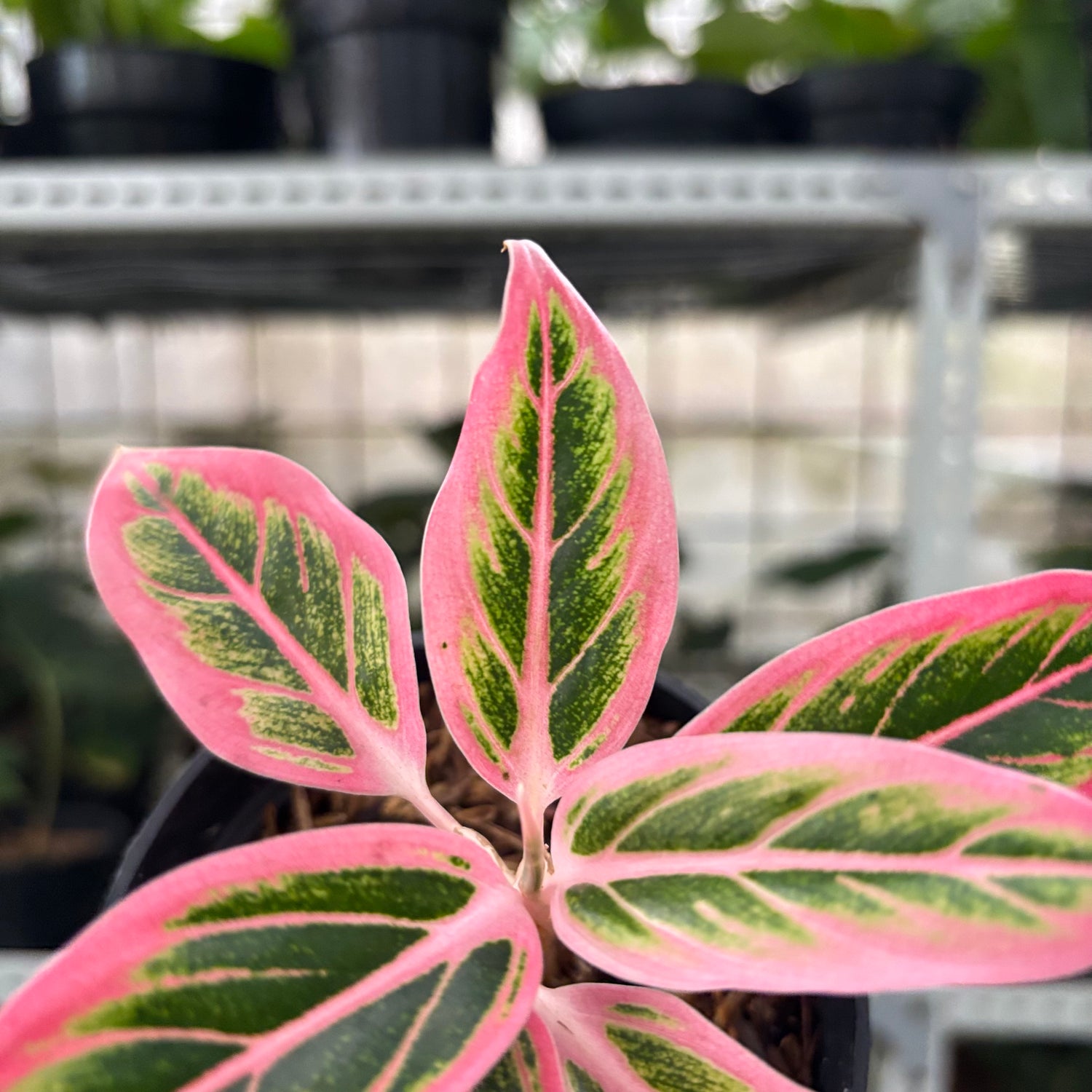 RP27-10 Aglaonema Lotus Delight