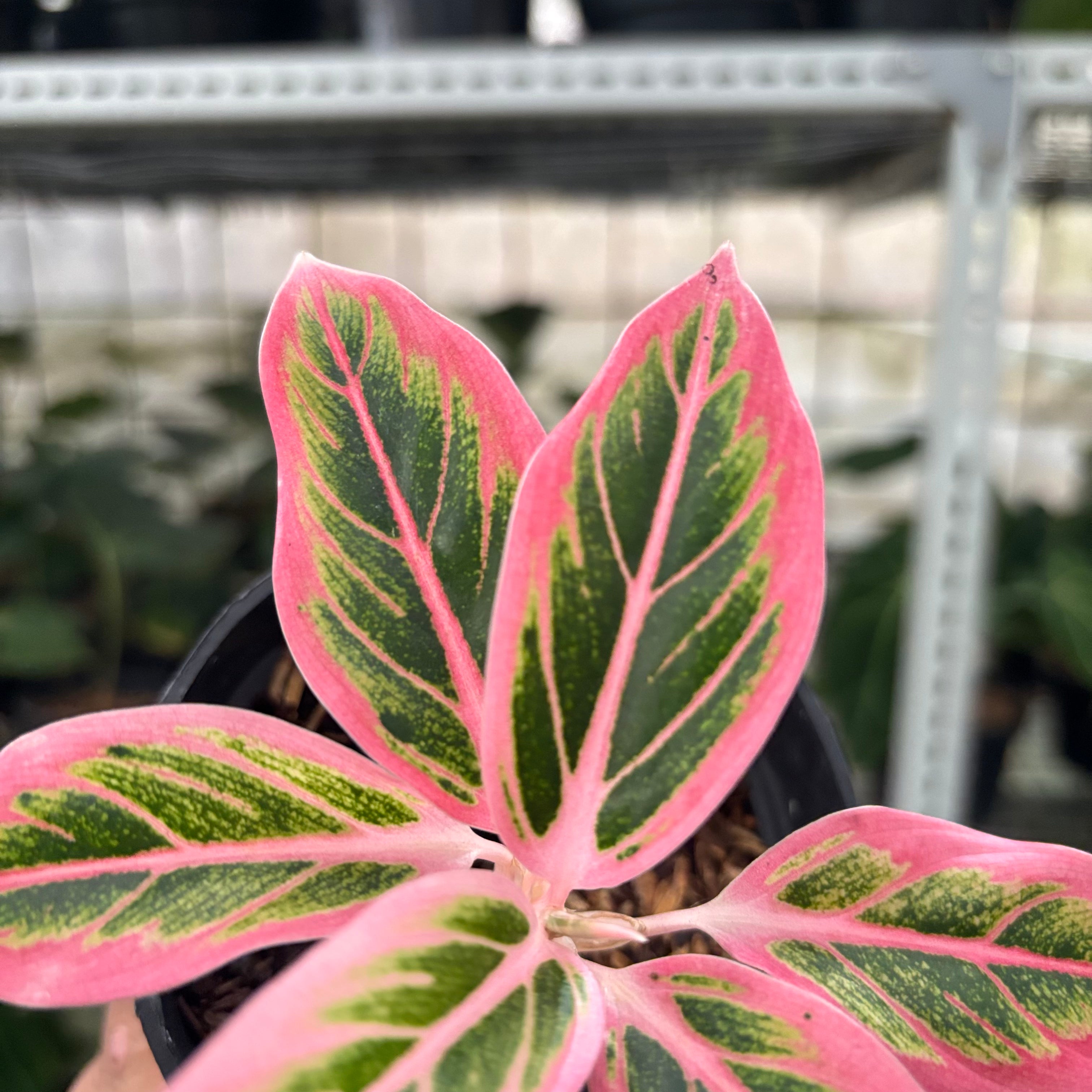 RP27-10 Aglaonema Lotus Delight