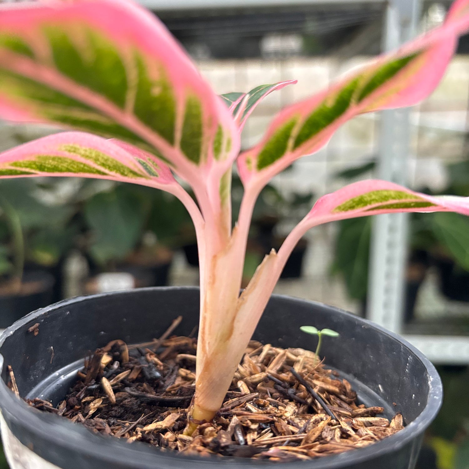 RP27-10 Aglaonema Lotus Delight