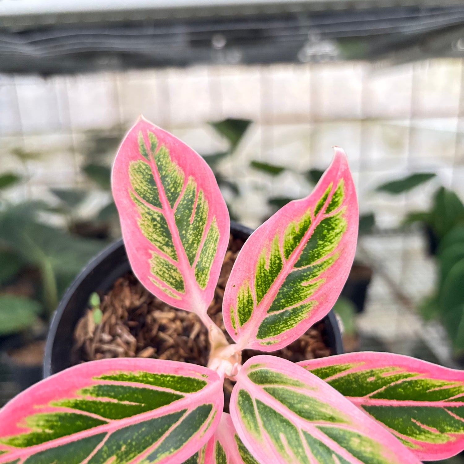 RP27-10 Aglaonema Lotus Delight