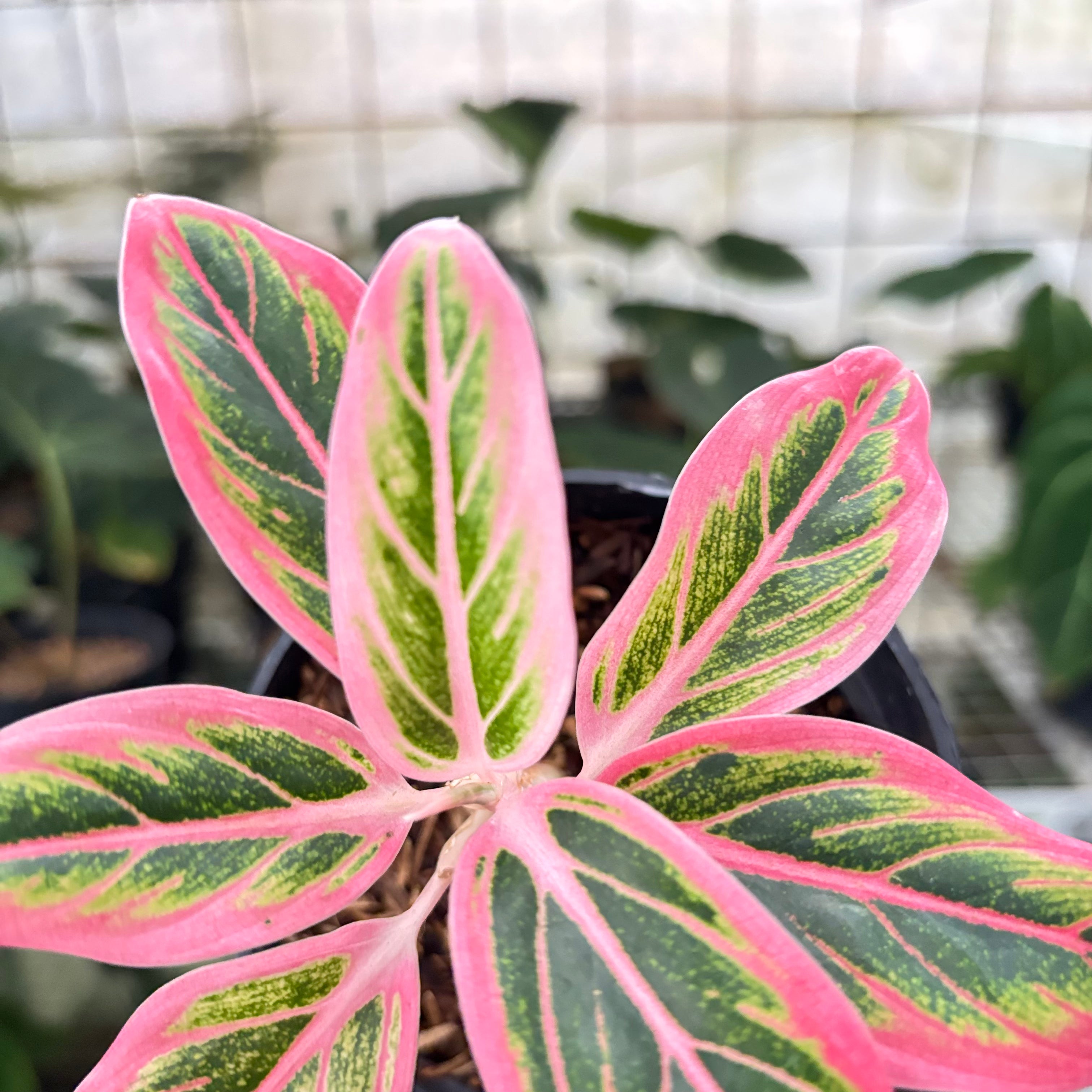 RP27-10 Aglaonema Lotus Delight
