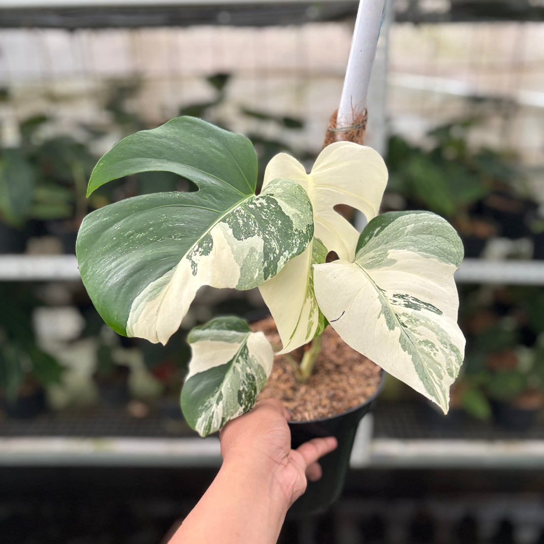 RP28-10	Monstera Albo Variegated