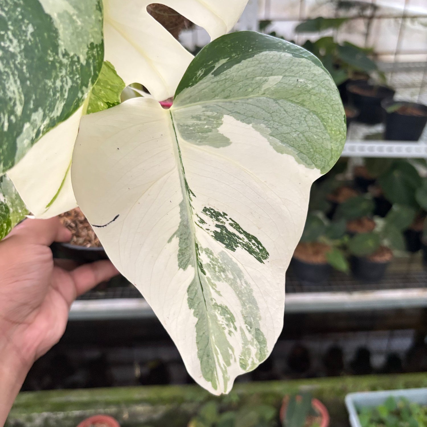 RP28-10	Monstera Albo Variegated