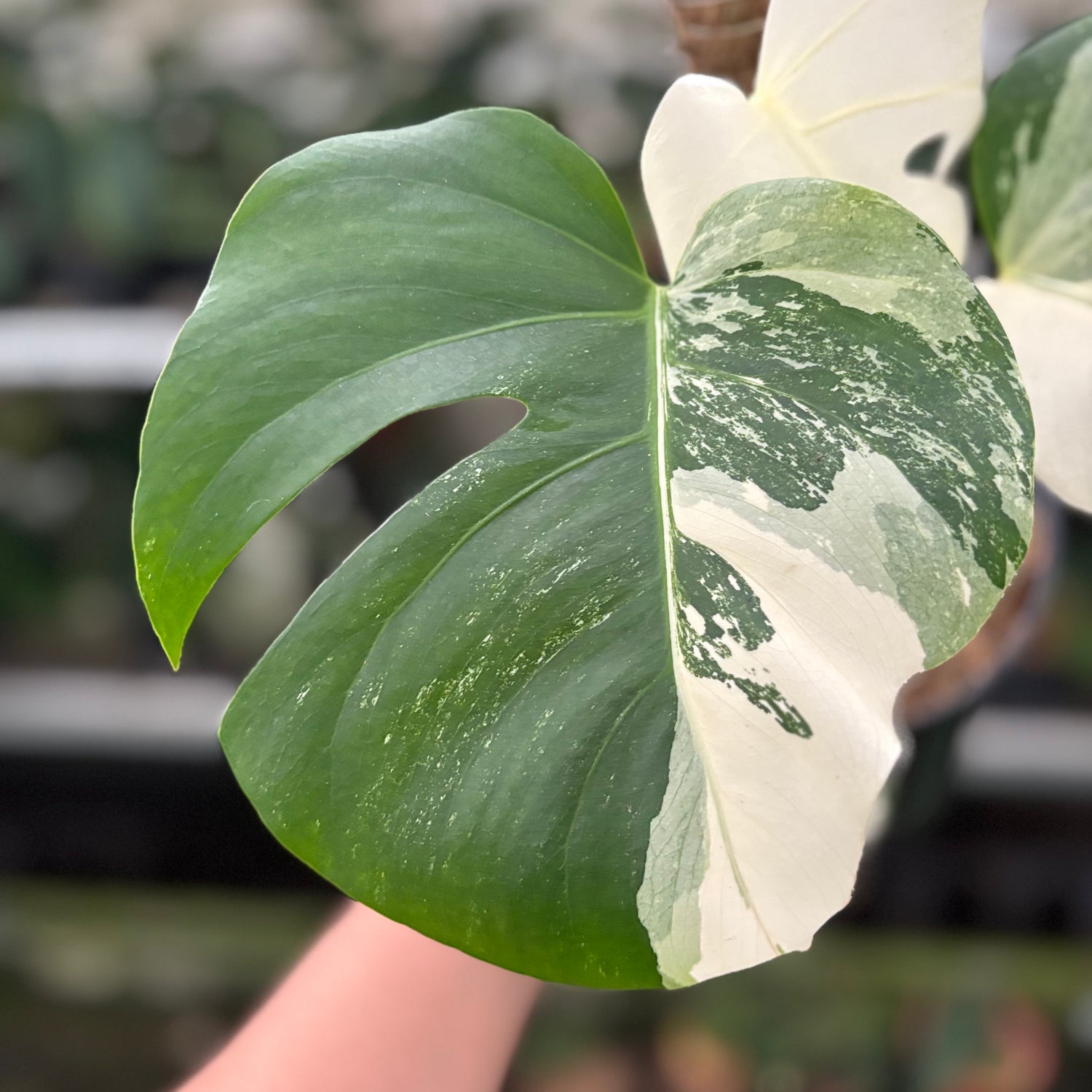 RP28-10	Monstera Albo Variegated