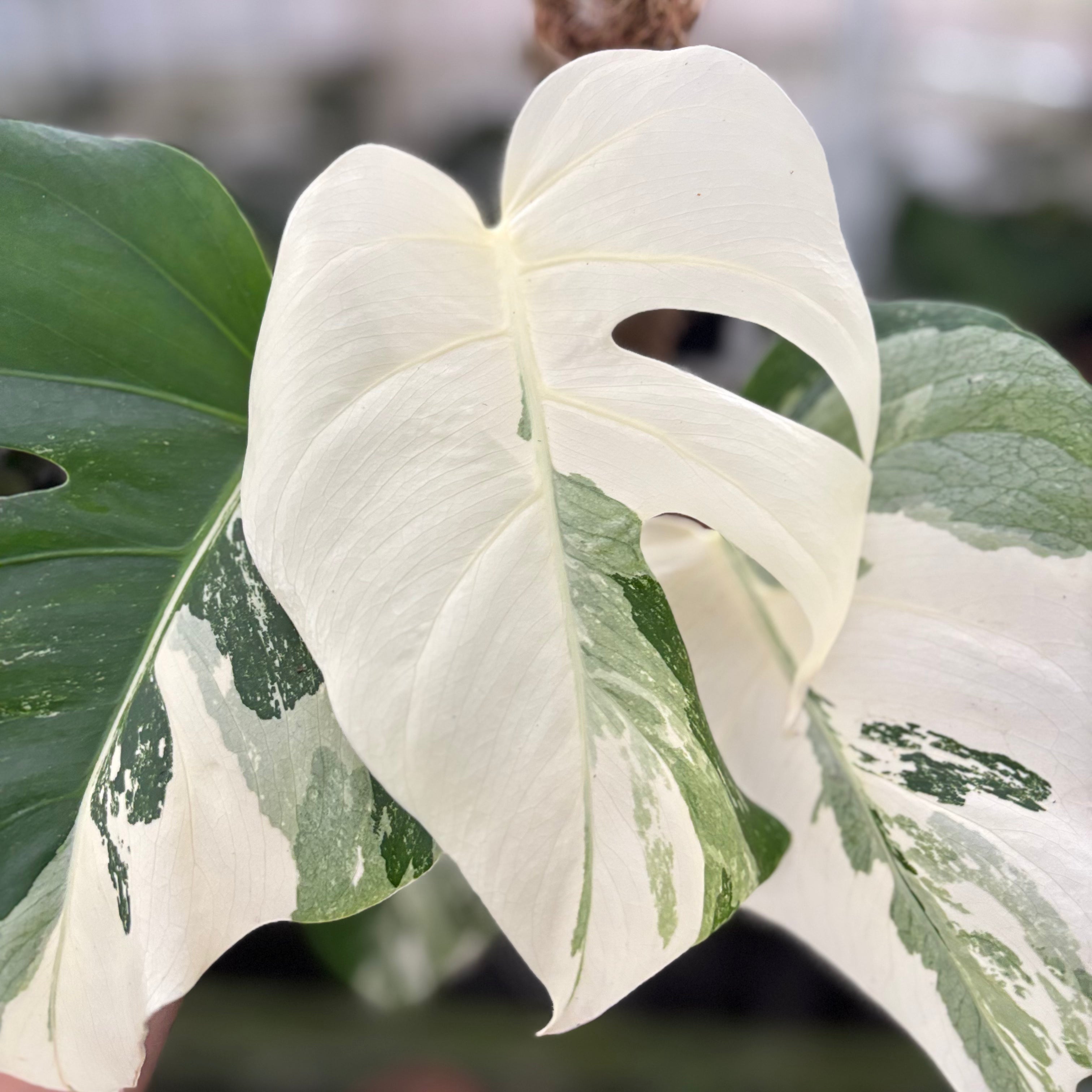 RP28-10	Monstera Albo Variegated