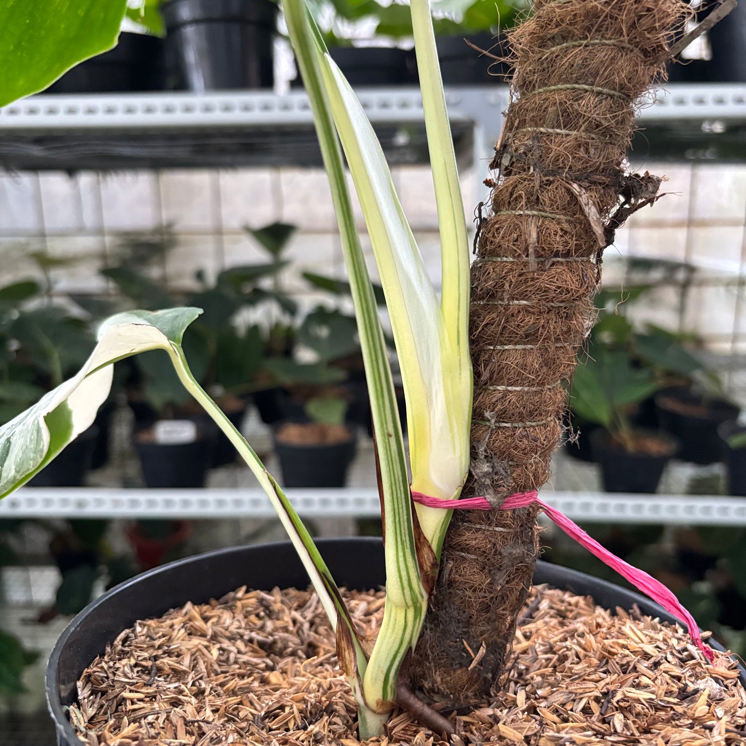 RP28-10	Monstera Albo Variegated