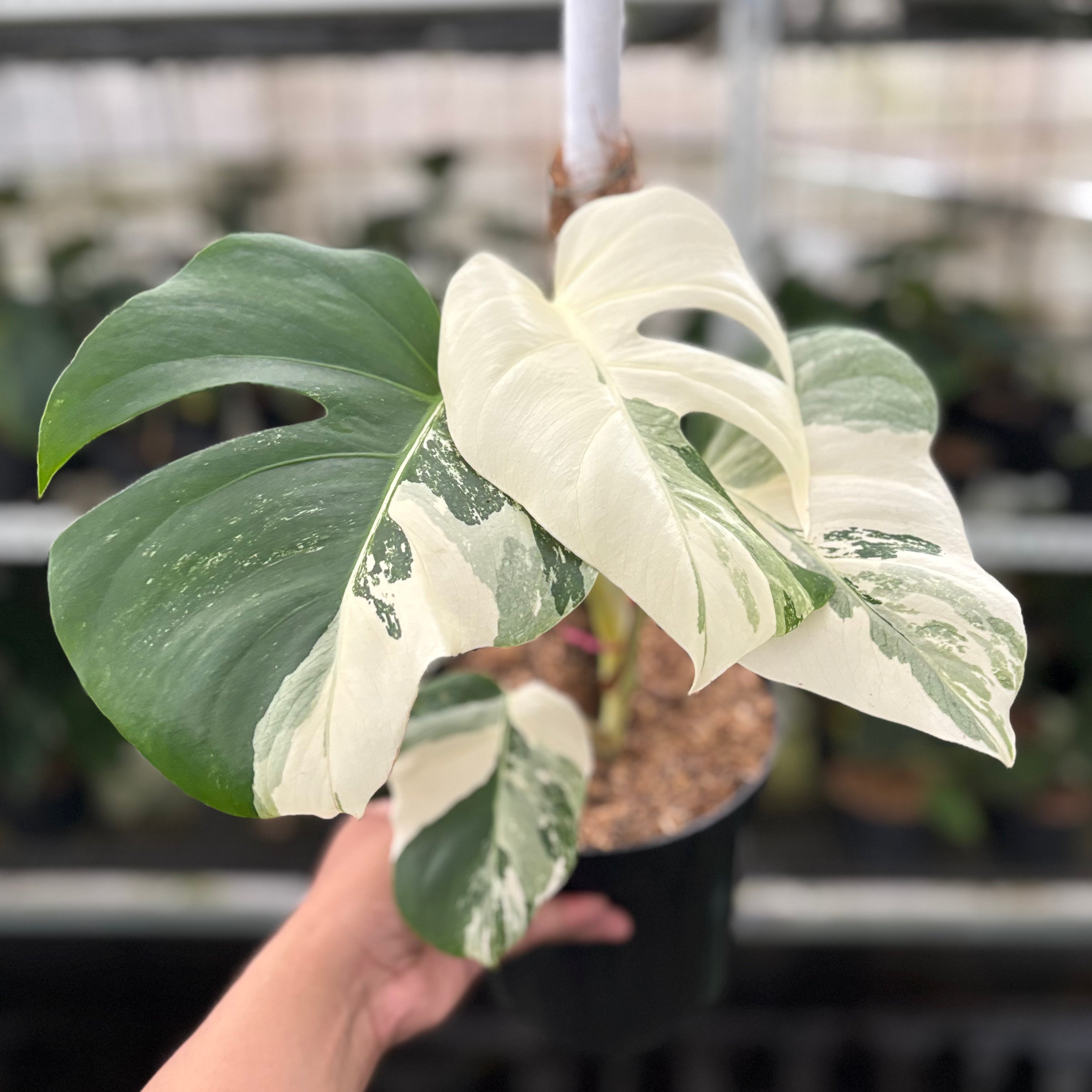 RP28-10	Monstera Albo Variegated