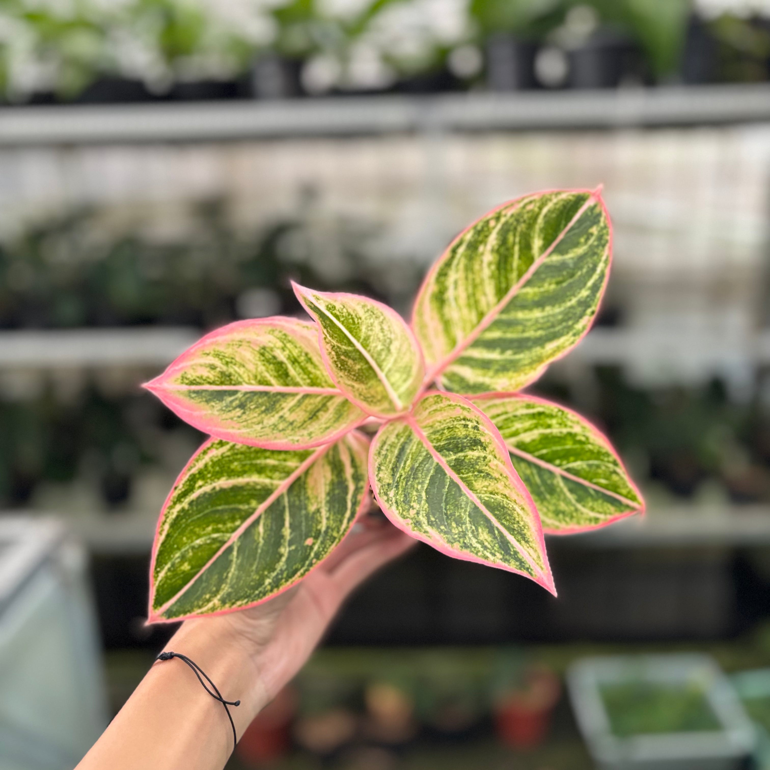 RP29-10 Aglaonema Dejavu