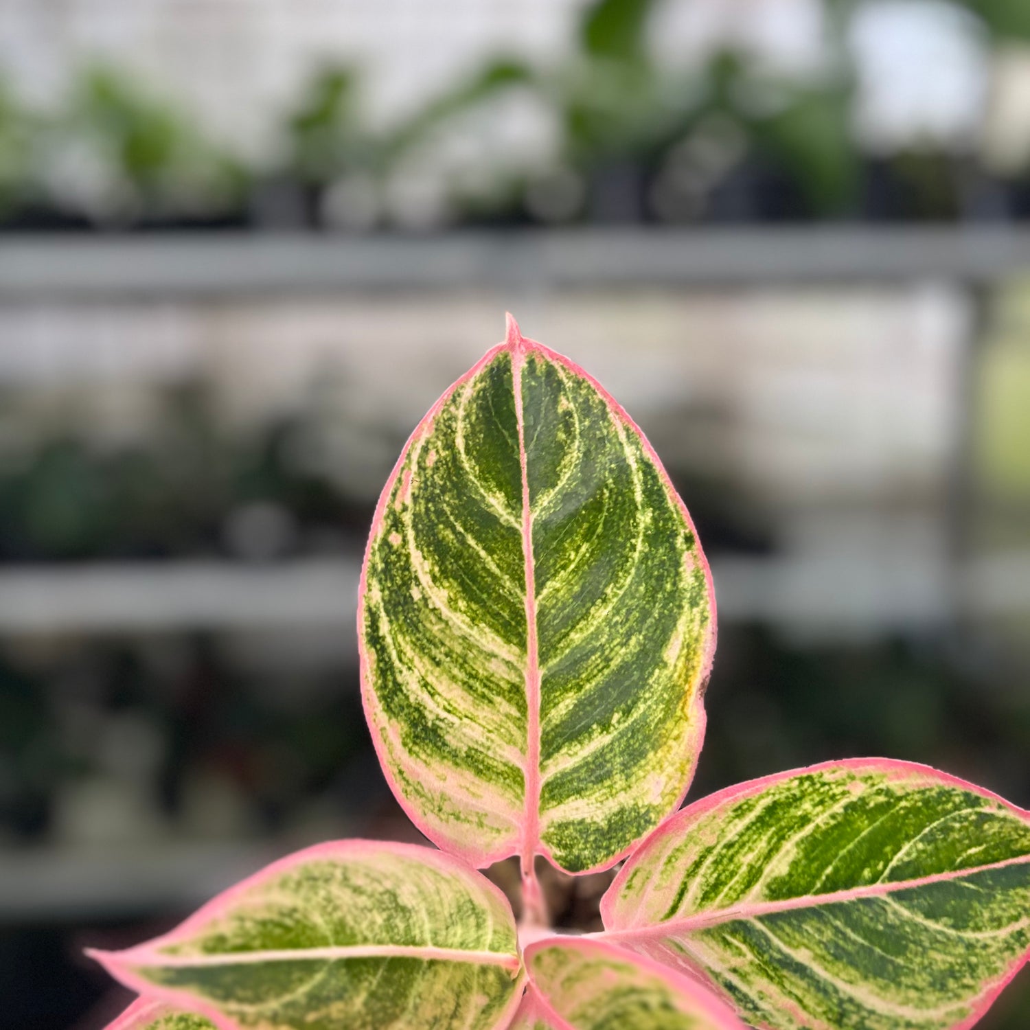 RP29-10 Aglaonema Dejavu