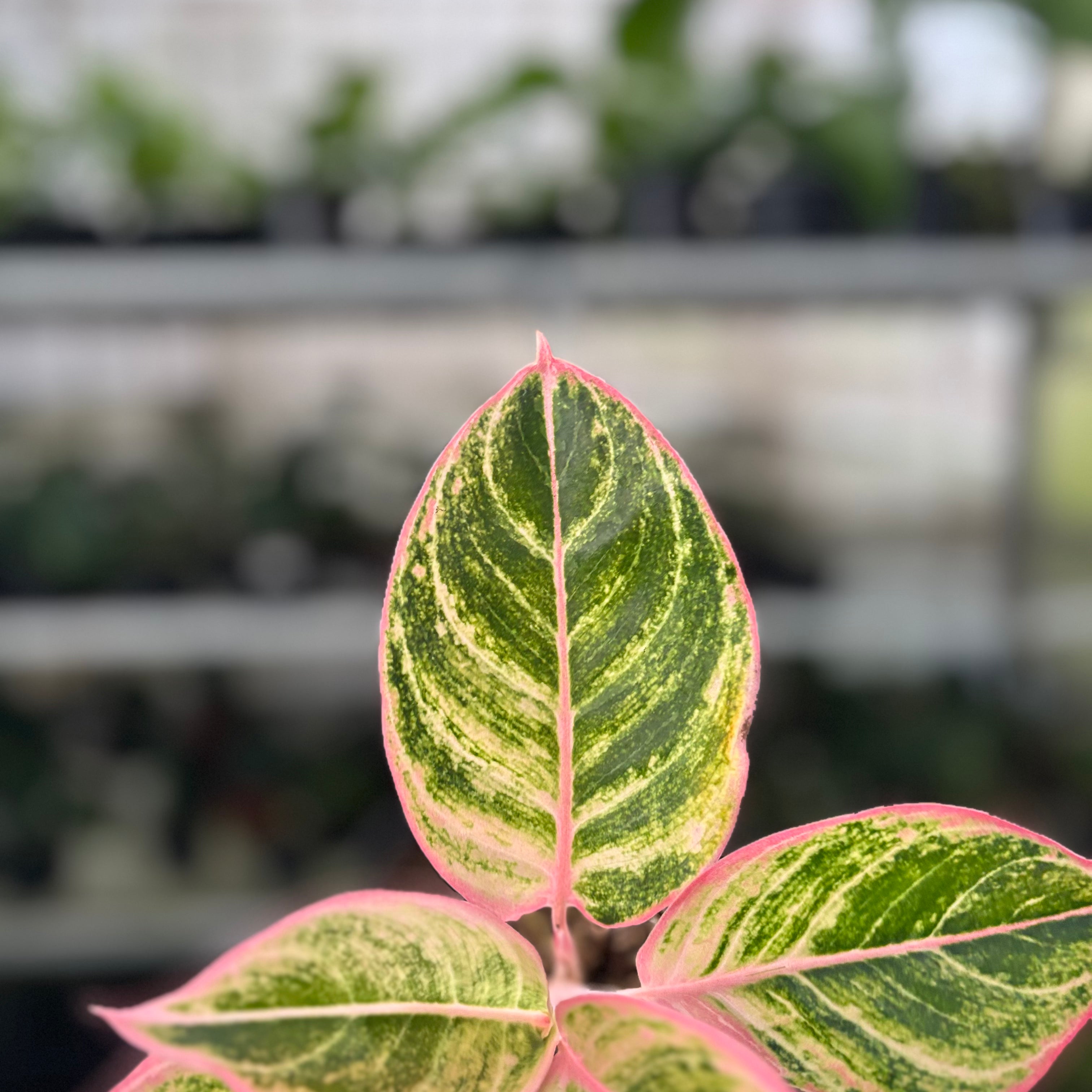 RP29-10 Aglaonema Dejavu