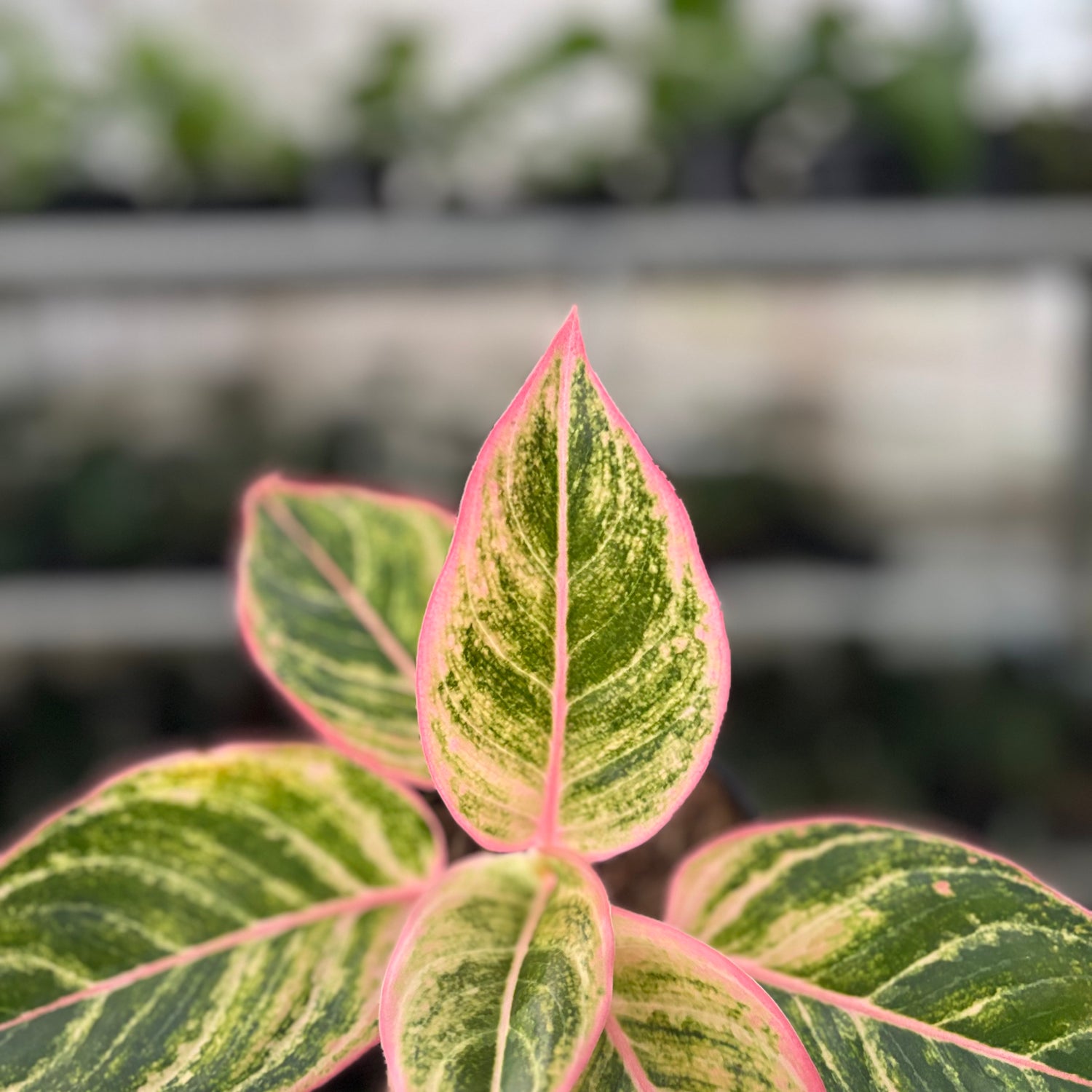 RP29-10 Aglaonema Dejavu