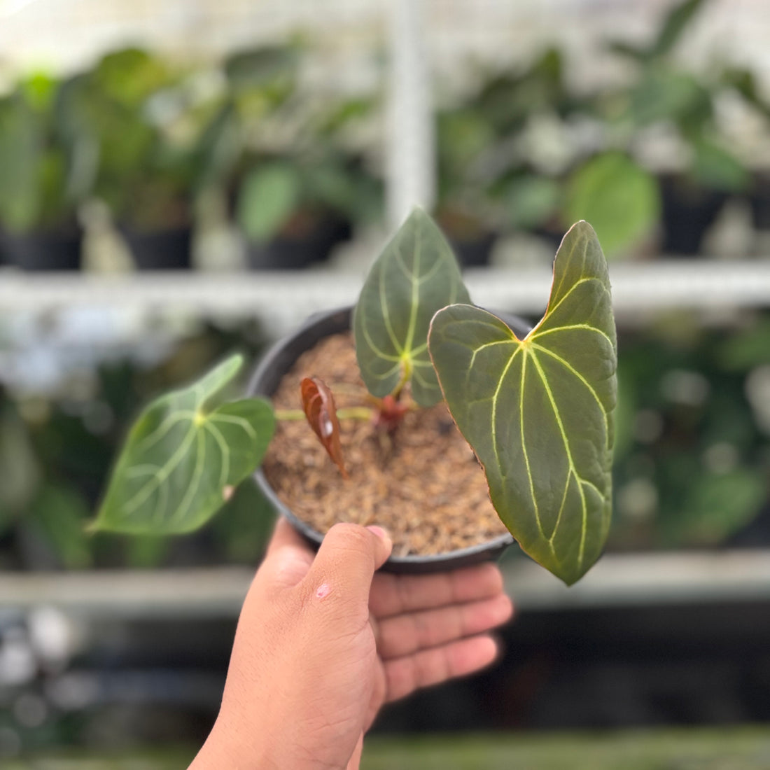 RP31-10 Anthurium Red Spider x Papillilaminum