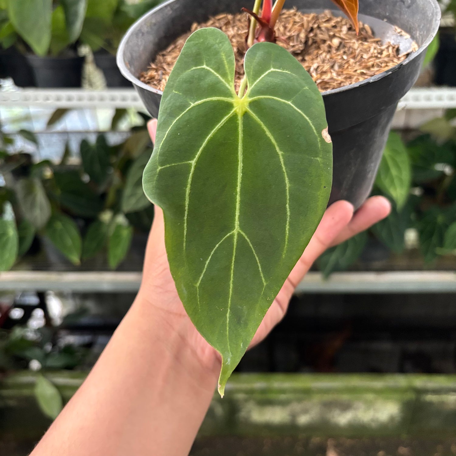 RP31-10 Anthurium Red Spider x Papillilaminum