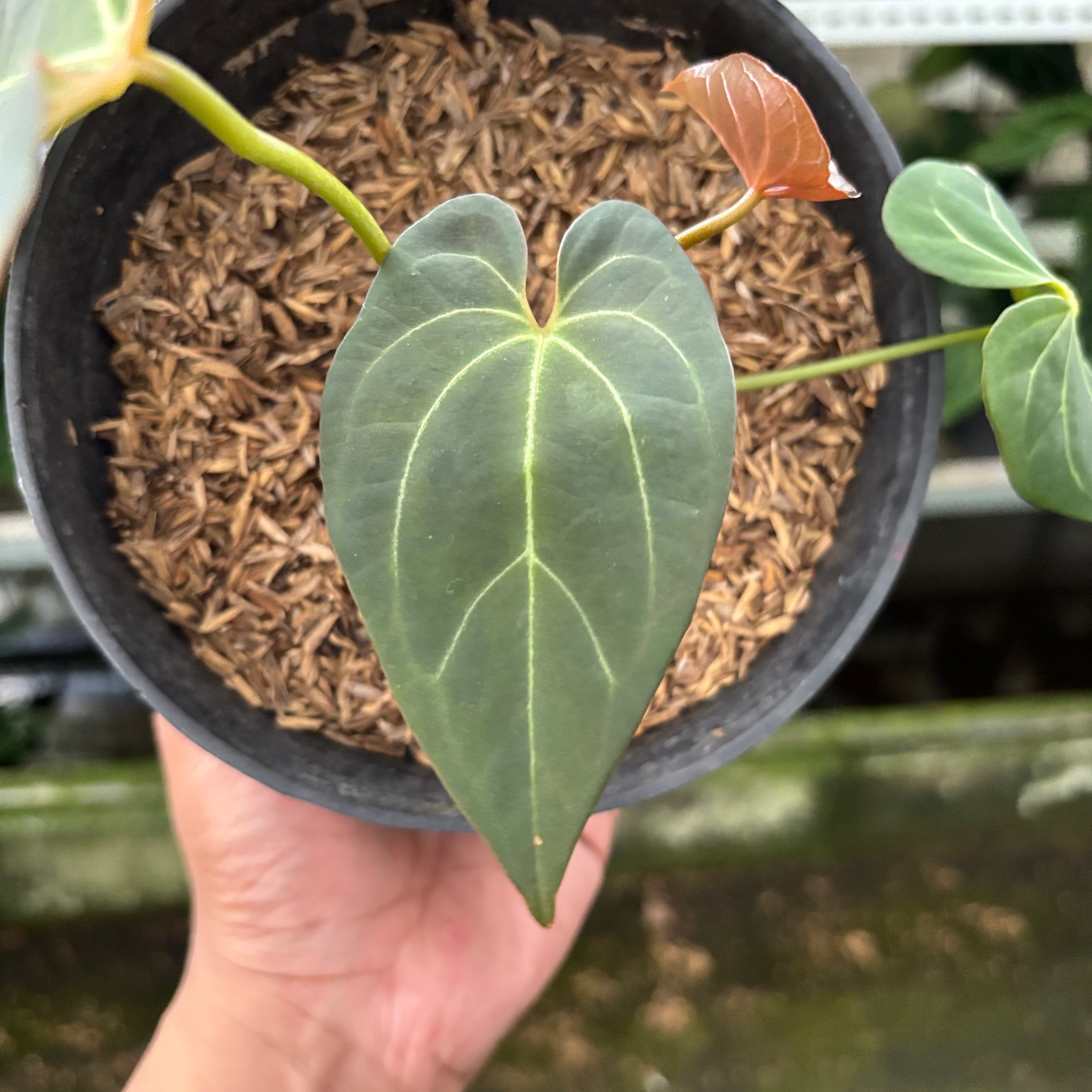RP31-10 Anthurium Red Spider x Papillilaminum