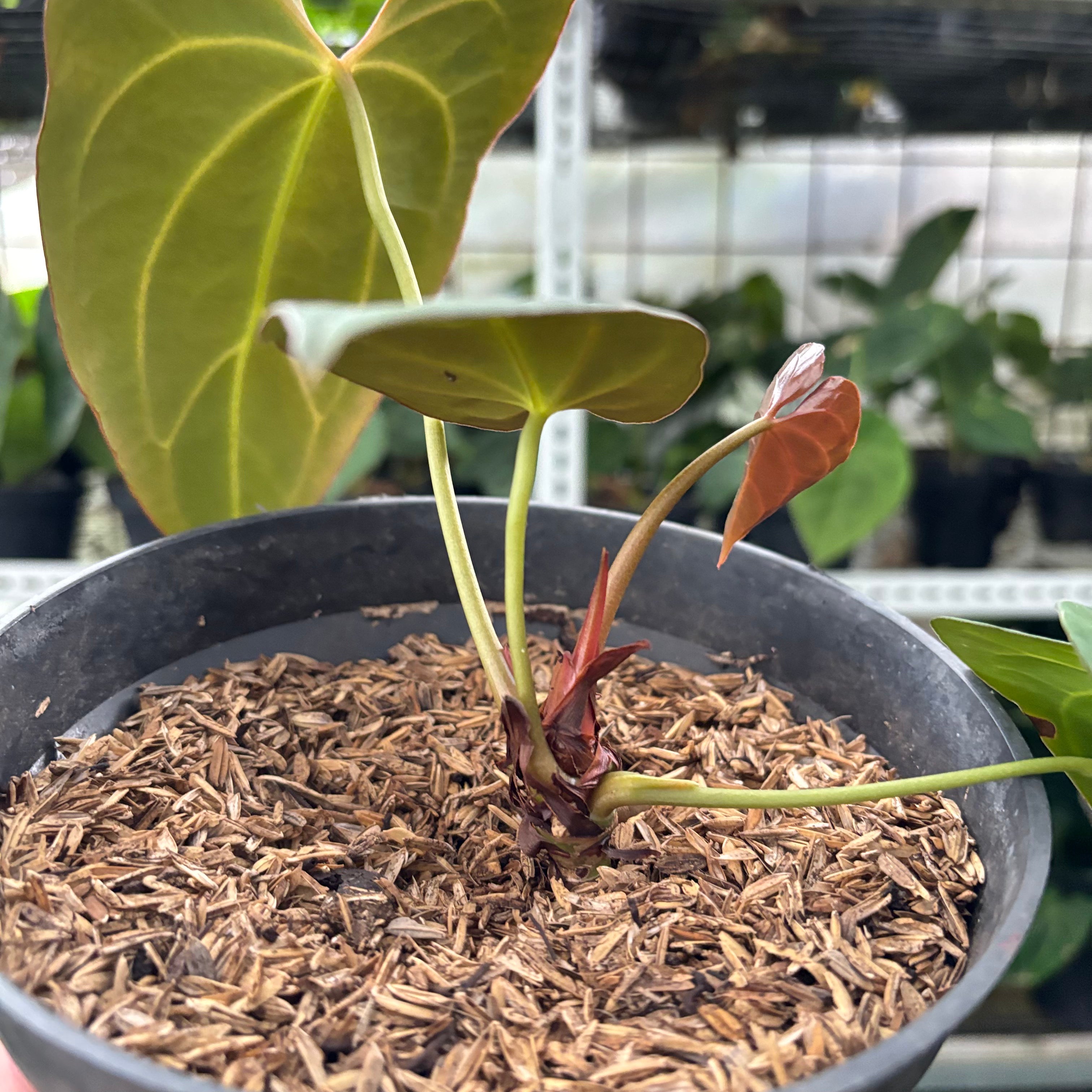 RP31-10 Anthurium Red Spider x Papillilaminum
