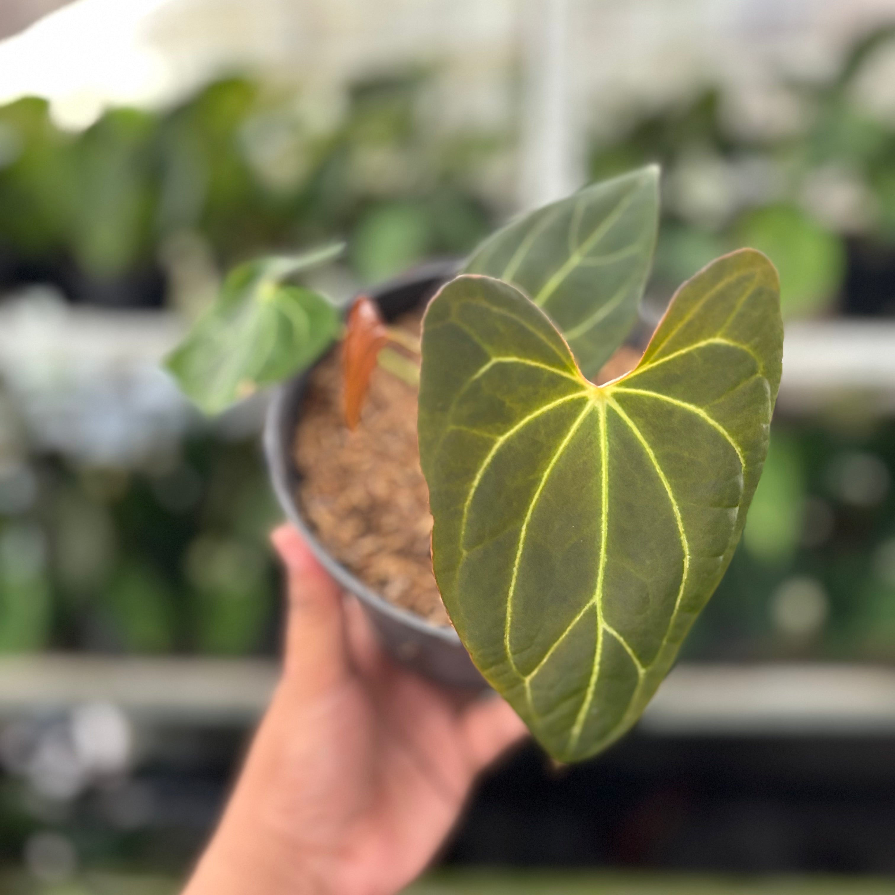 RP31-10 Anthurium Red Spider x Papillilaminum