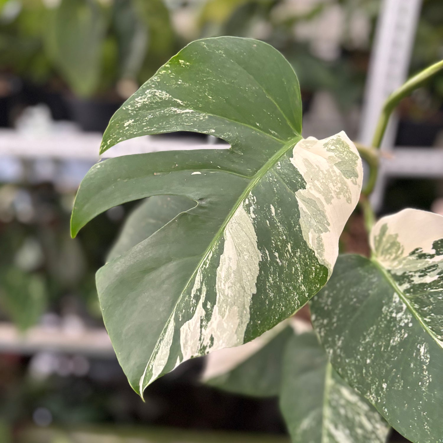 RP32-10 Monstera Albo Variegated