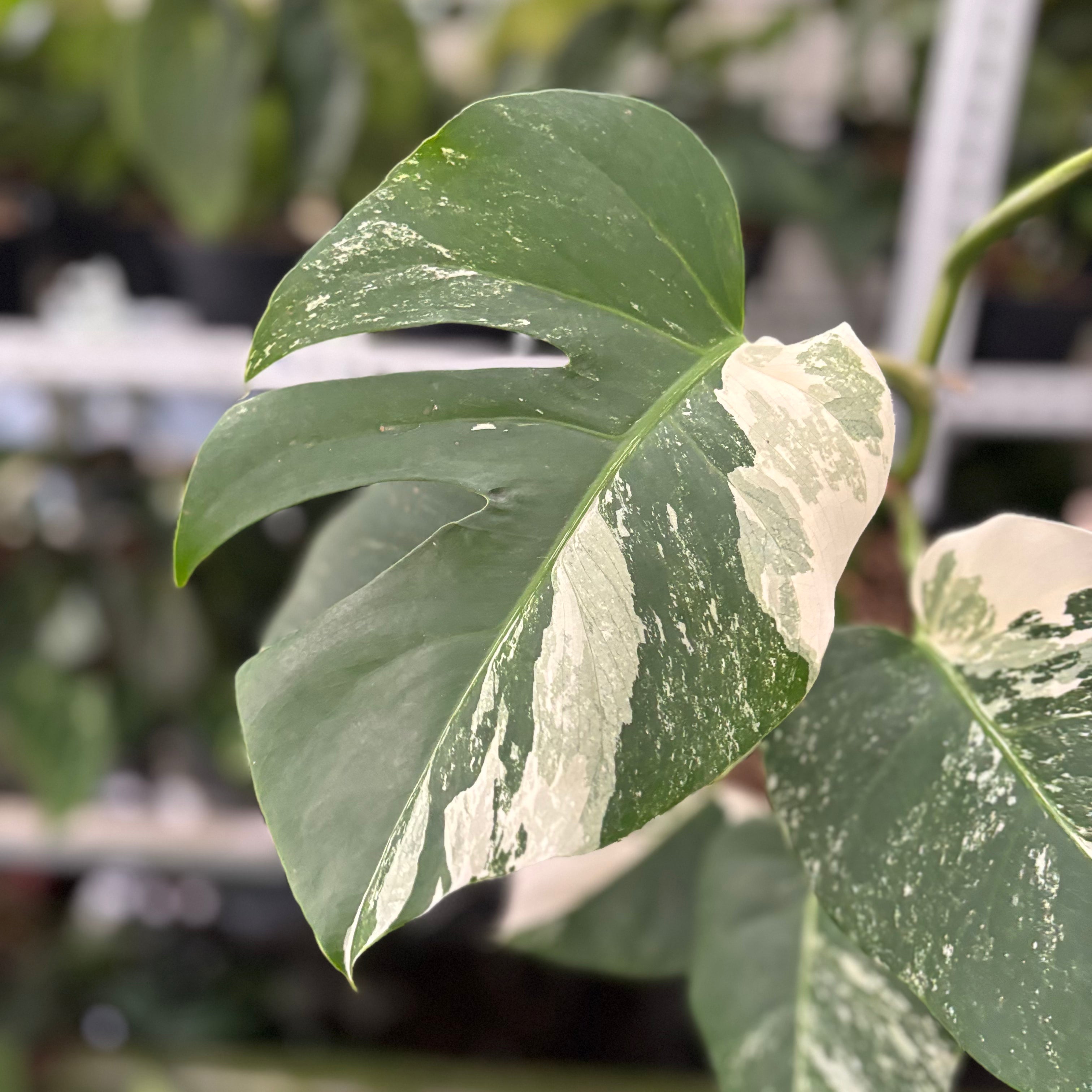 RP32-10 Monstera Albo Variegated